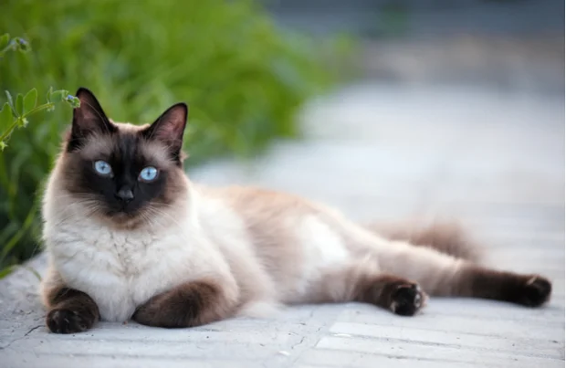 Siamese 1.jpg