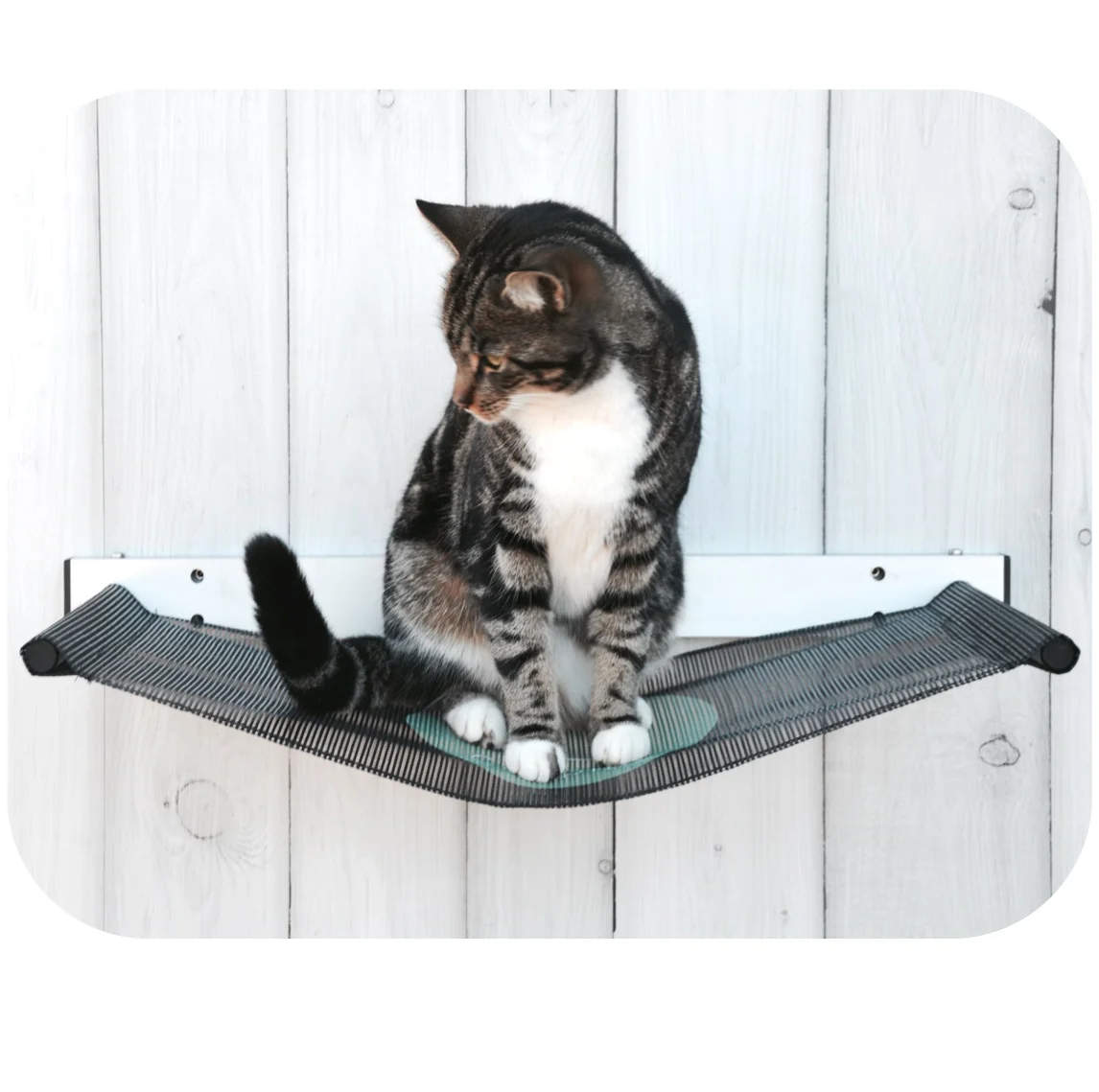 Cat Hammock Modern Bed Raised