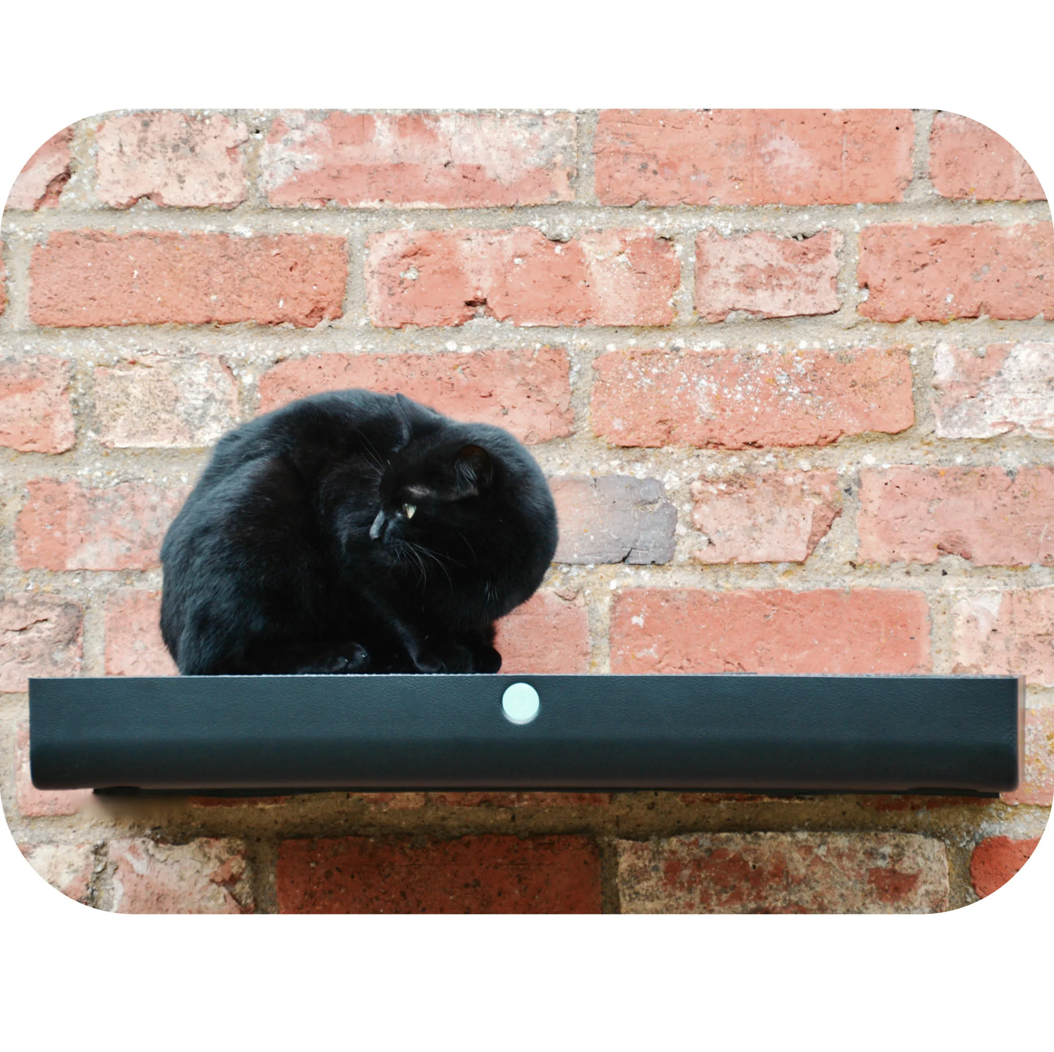 High Plate - Catipilla copy-1.jpg