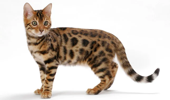 Spotted Bengal.jpg