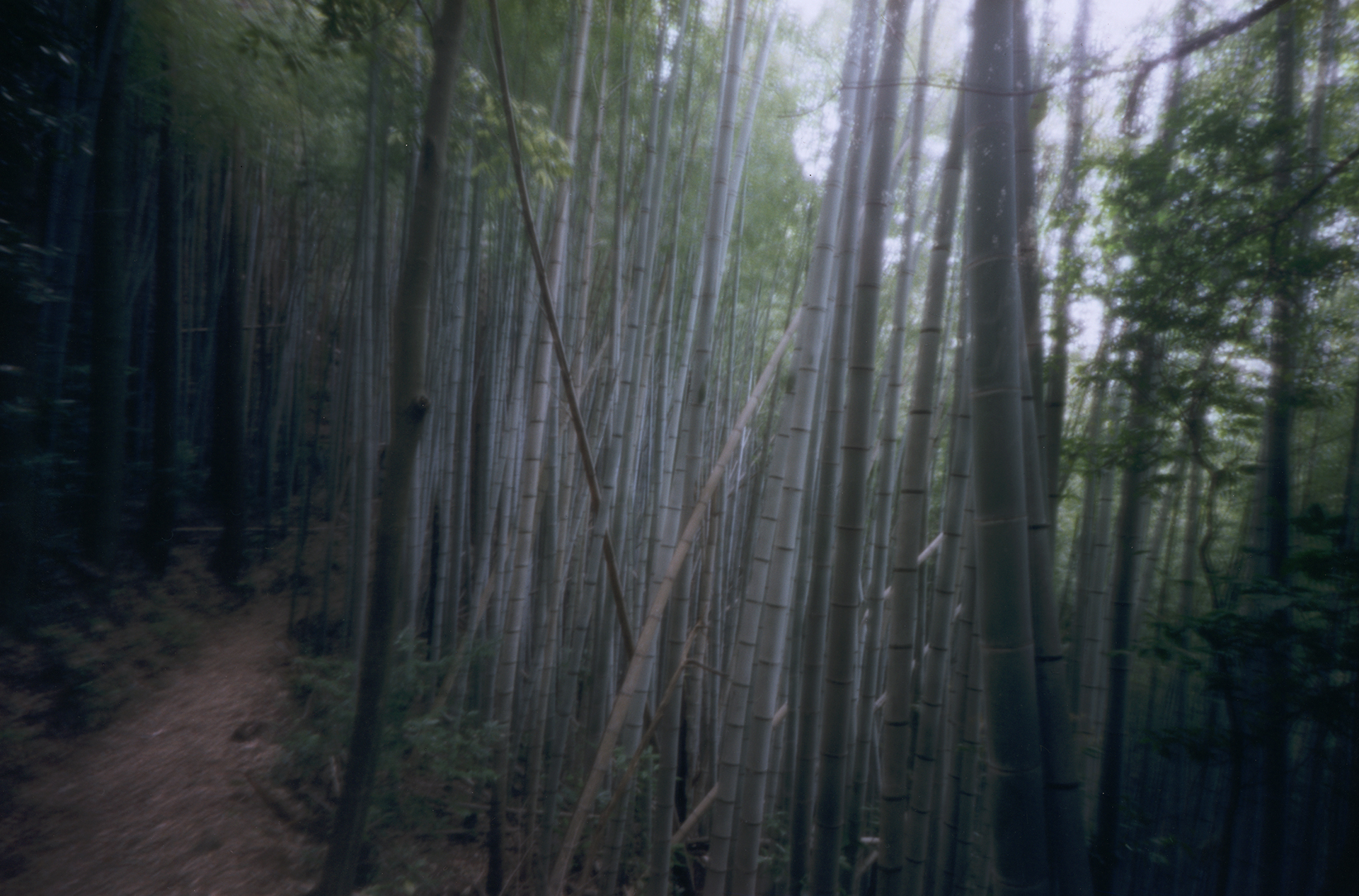 Blue forest. Shikoku, Japan, 2013