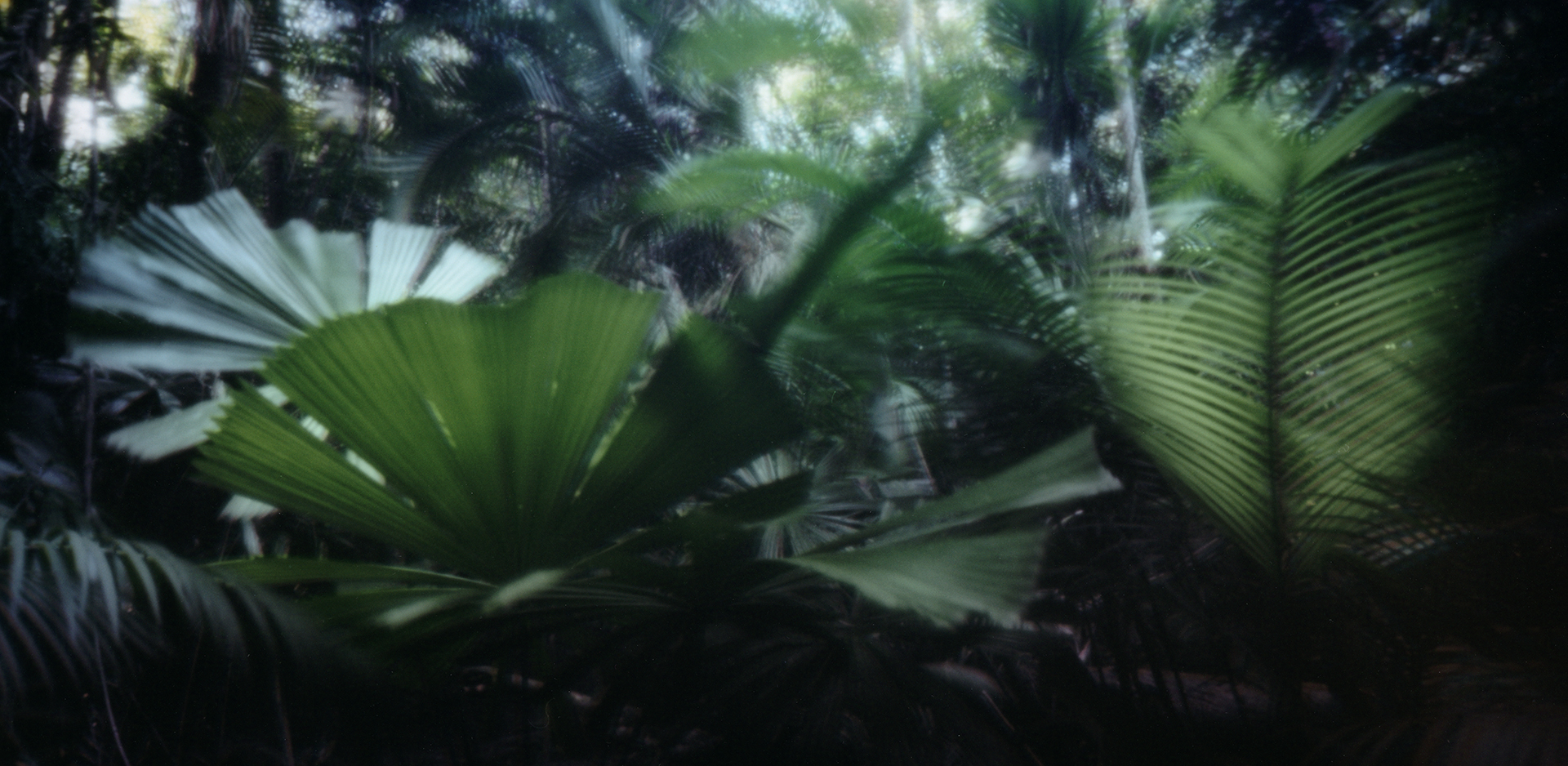 Palm forest. Cape Tribulation, Australia, 2013