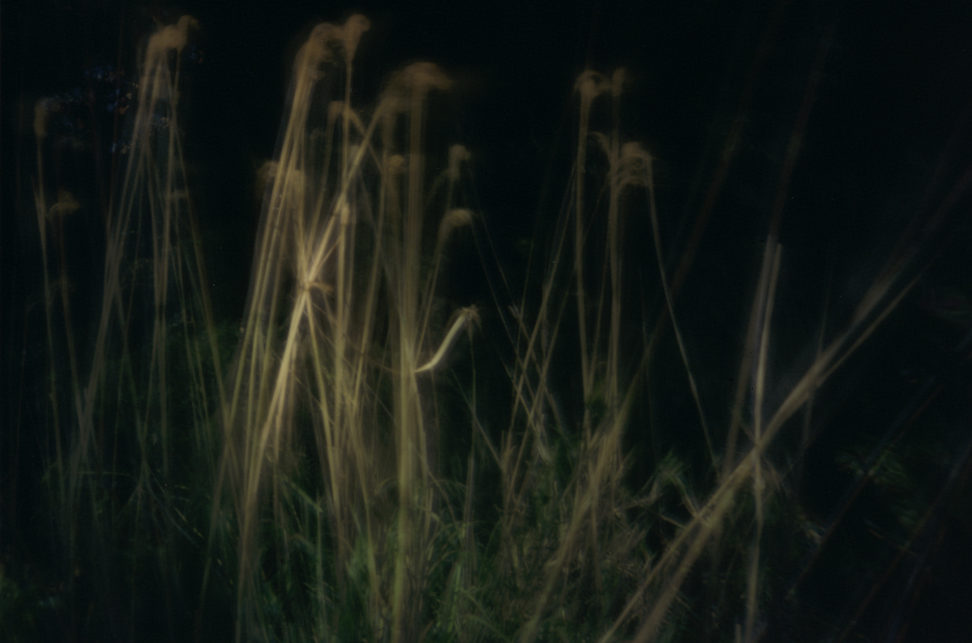 Grasses. Shikoku, Japan, 2013