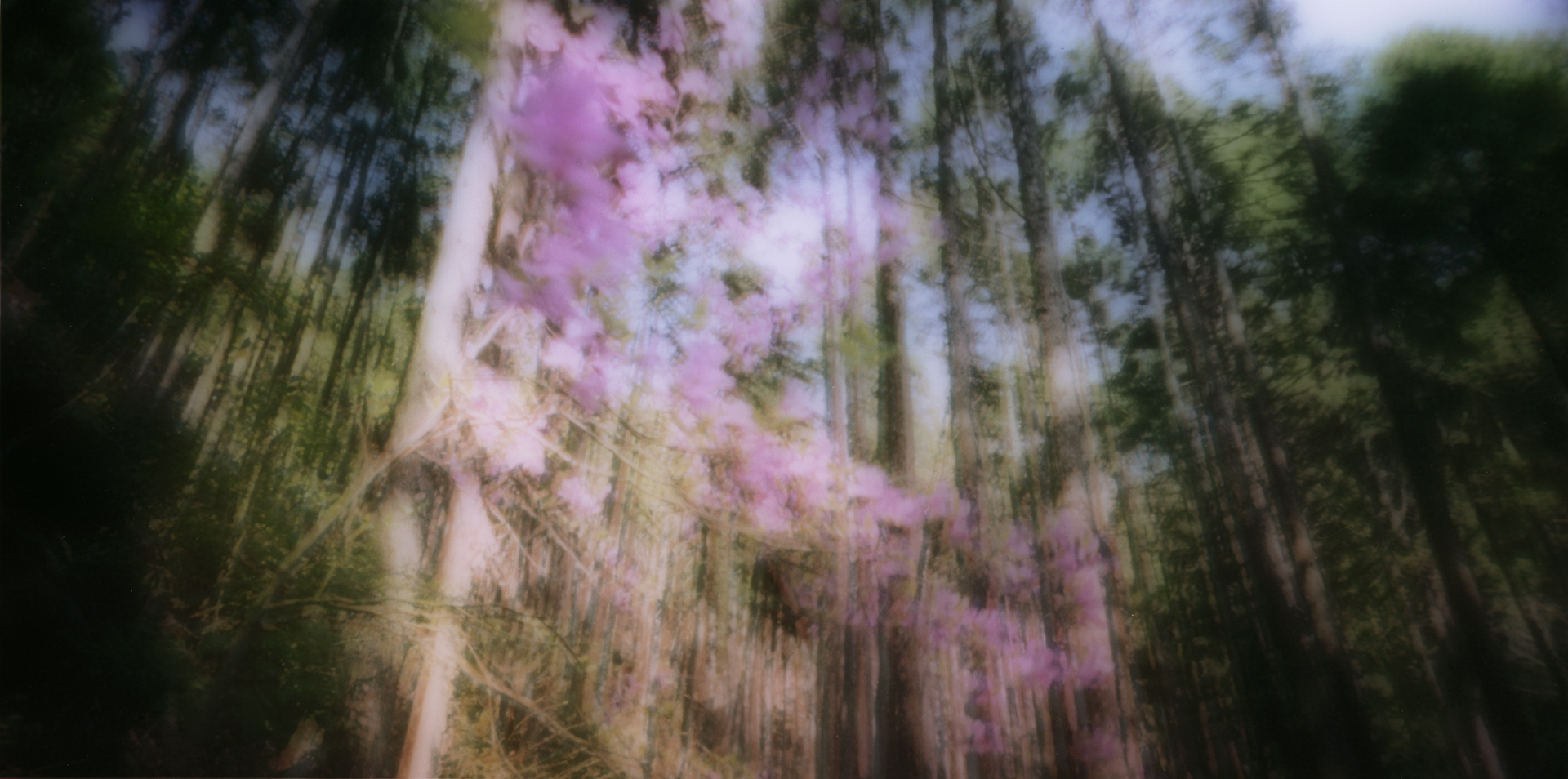 Pink cloud. Shikoku, Japan, 2013