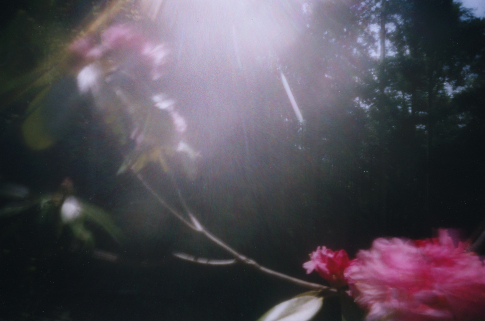 Rhododendron. Shikoku, Japan, 2013