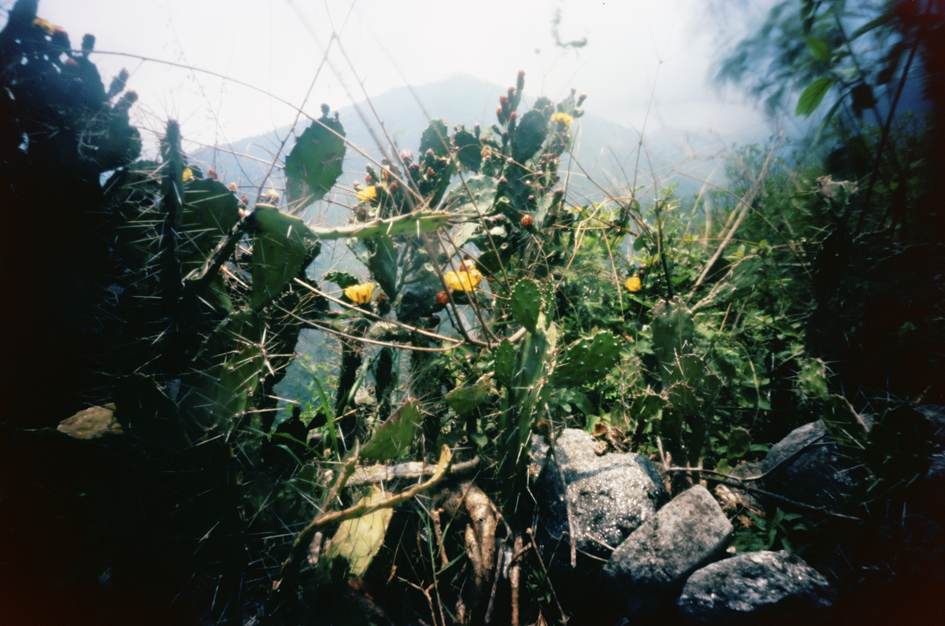 Cactus. Kalopani, Nepal, 2012