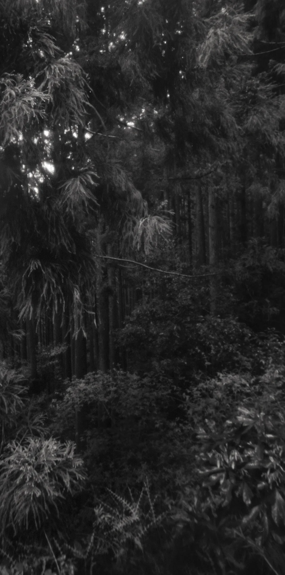 Shikoku Pelgrimage, near temple 21. Japan, Shikoku, 2013