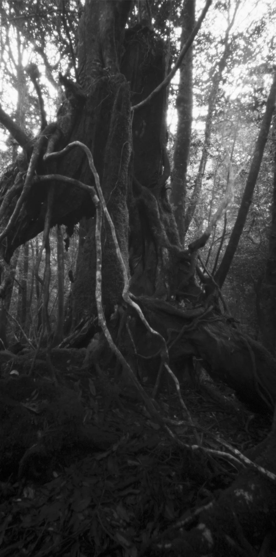 Hollow tree, Kasugawa Trail. Japan, Yakushima,2015