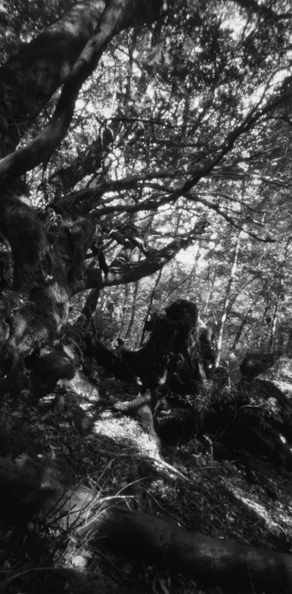 Covered footpath, Kusugawa Trail. Japan, Yakushima, 2015