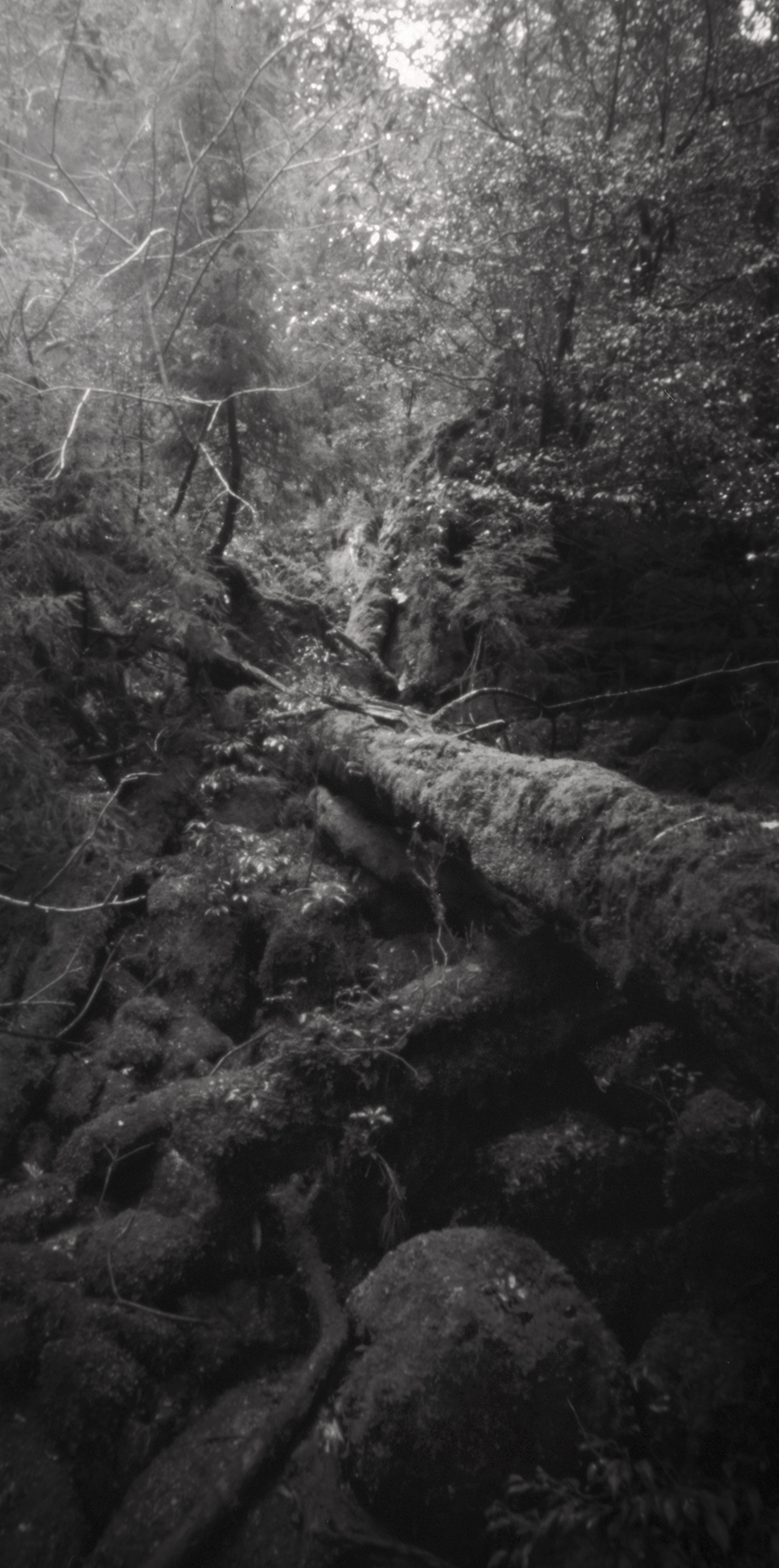 Fallen tree, Kusugawa trail. Japan, Yakushima, 2015