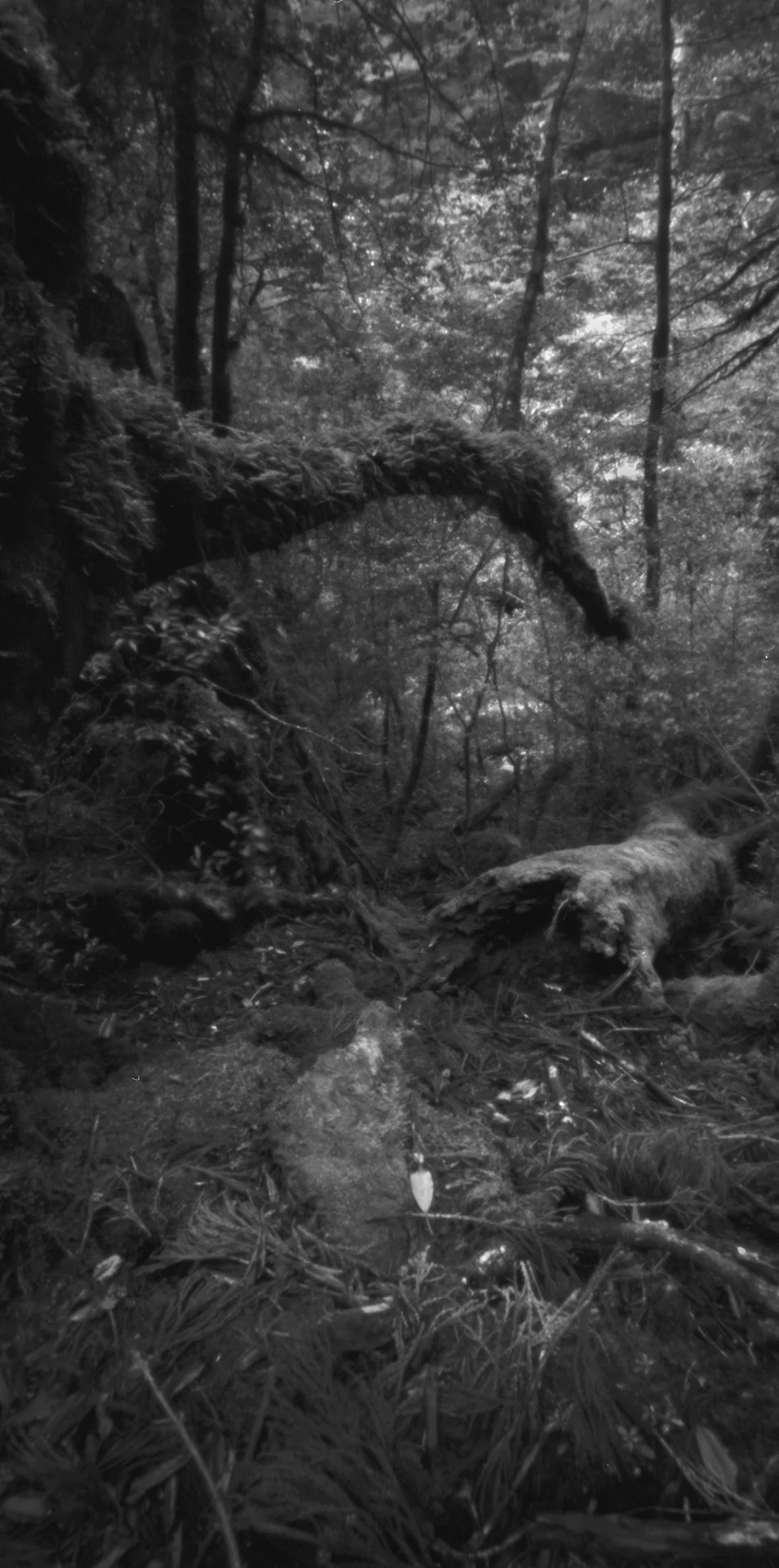 Rainforest, Kusugawa trail. Japan, Yakushima, 2015