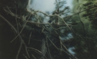 Mangrove forest. Iriomoto, Japan, 2015