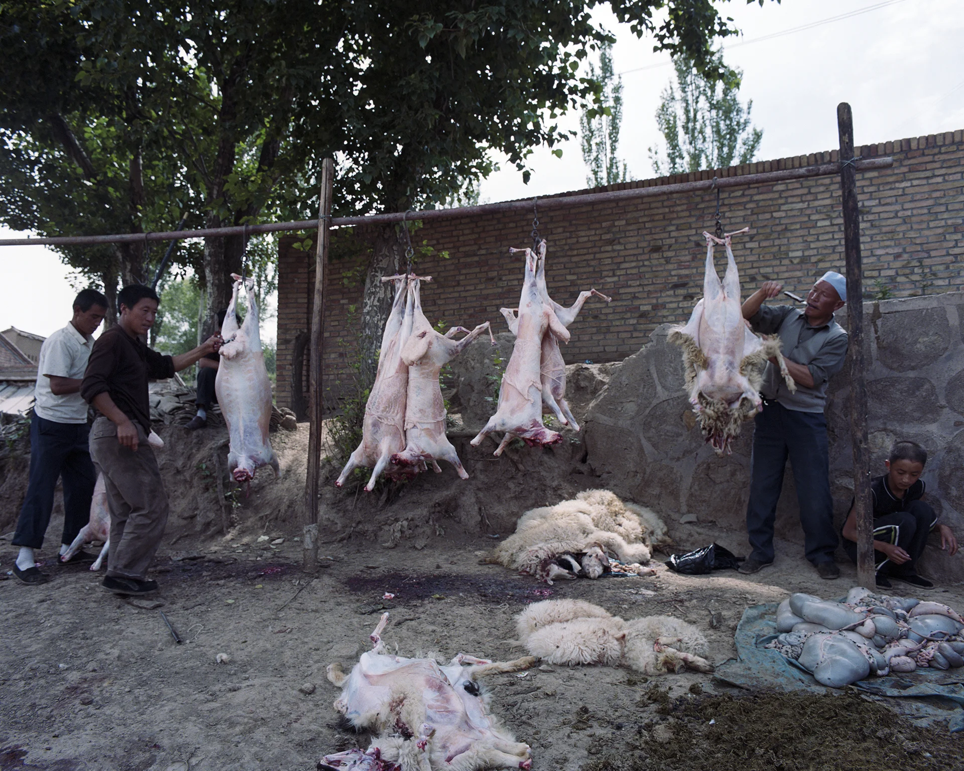 The moslem Hui take care of the slaughtering.