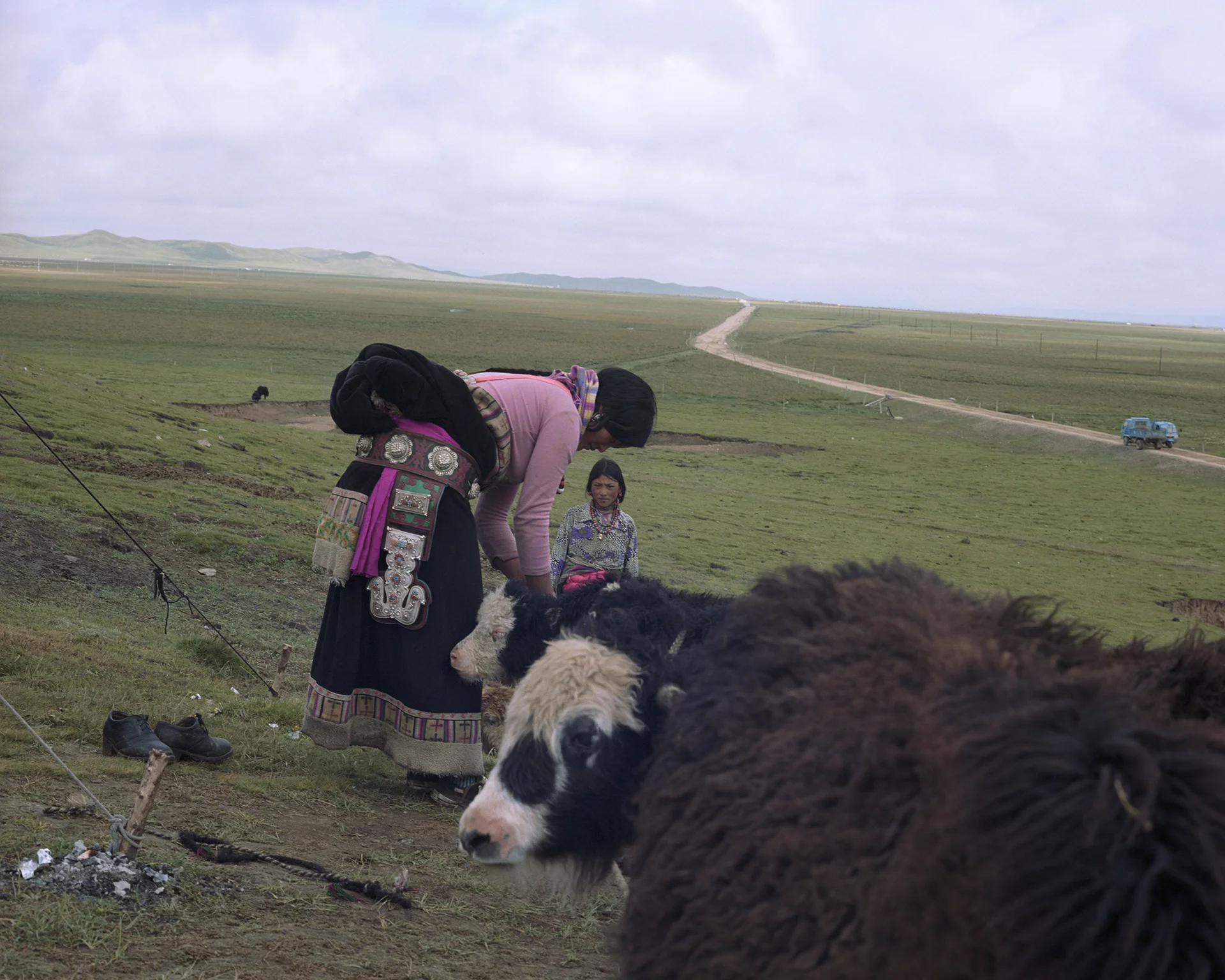 2007 Qinghai - the women tie the calfs to the rope. Their mothers will come soon to feed them. For the women an easy way to catch the yaks to milk them.