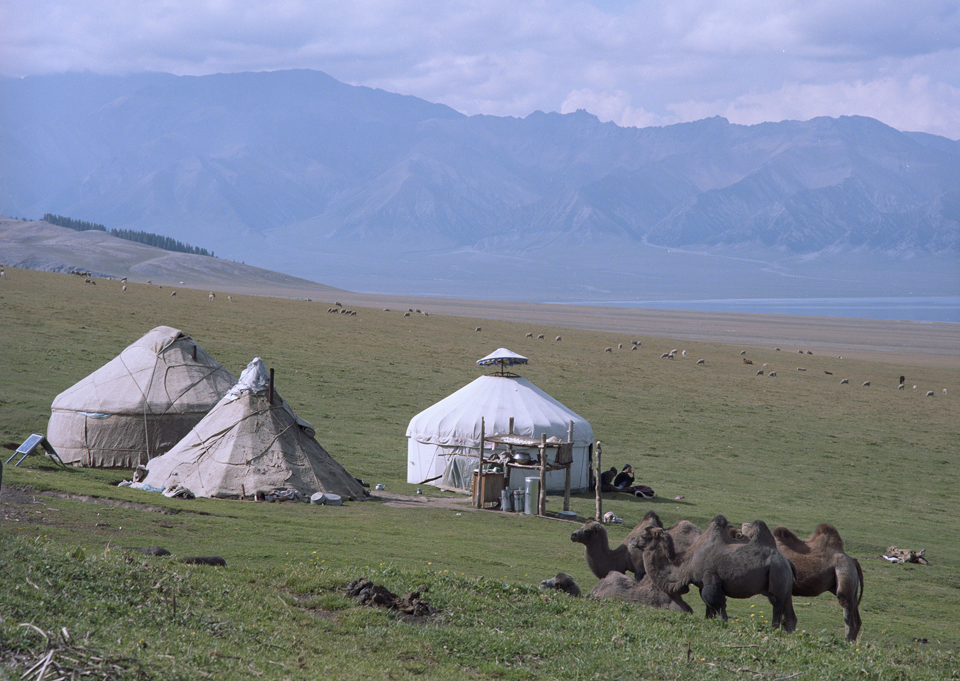 2007 Xinjiang - Yurts and camels around Sayram Lake.