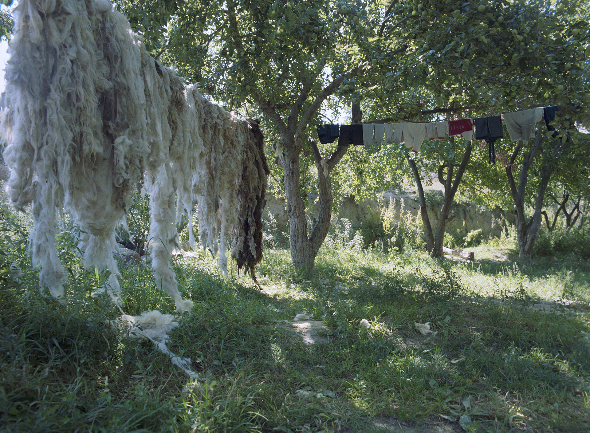 2007 Xinjiang - wool is hanging to dry in the orchard.