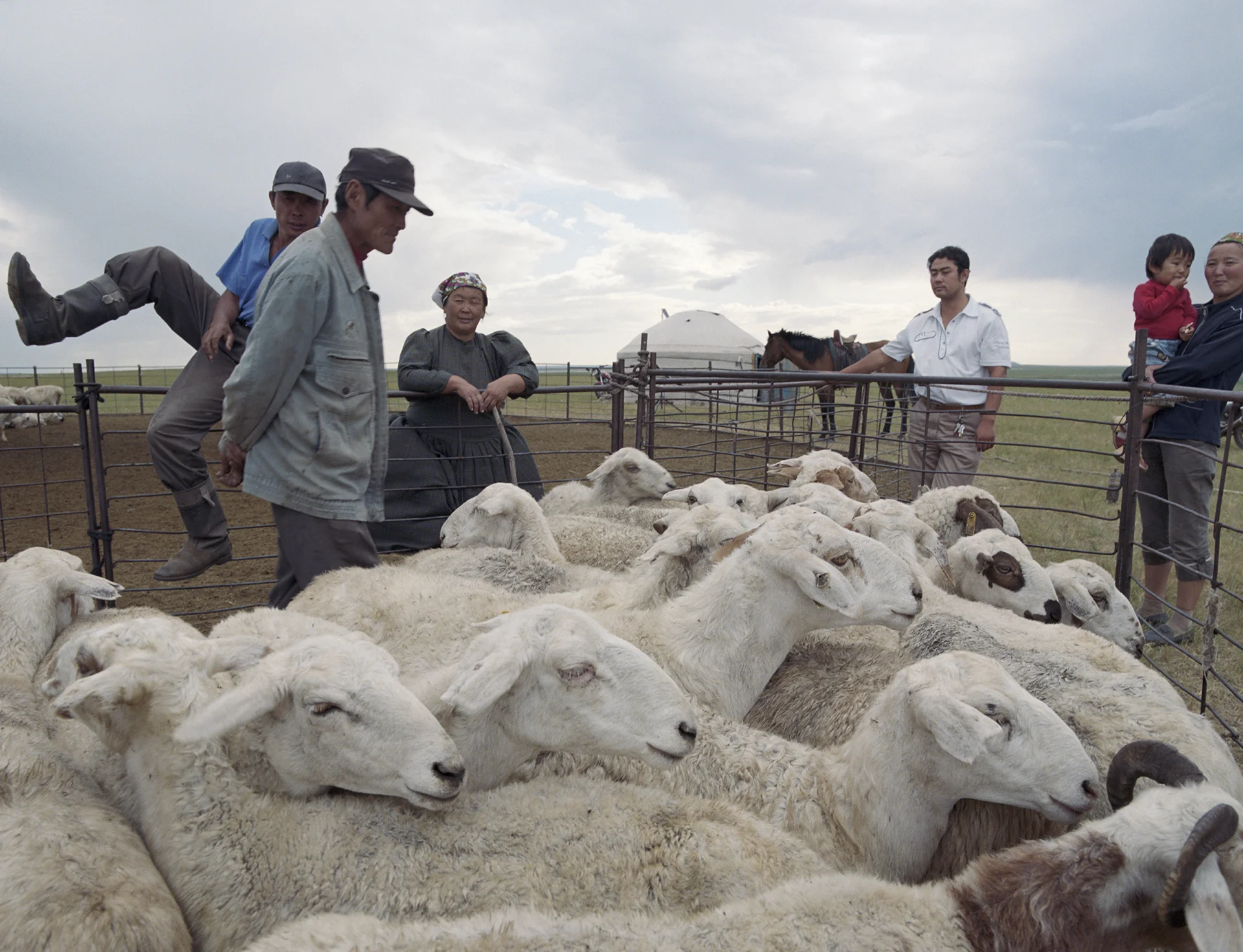 2008 Inner MOngolia - selling and buying sheep.