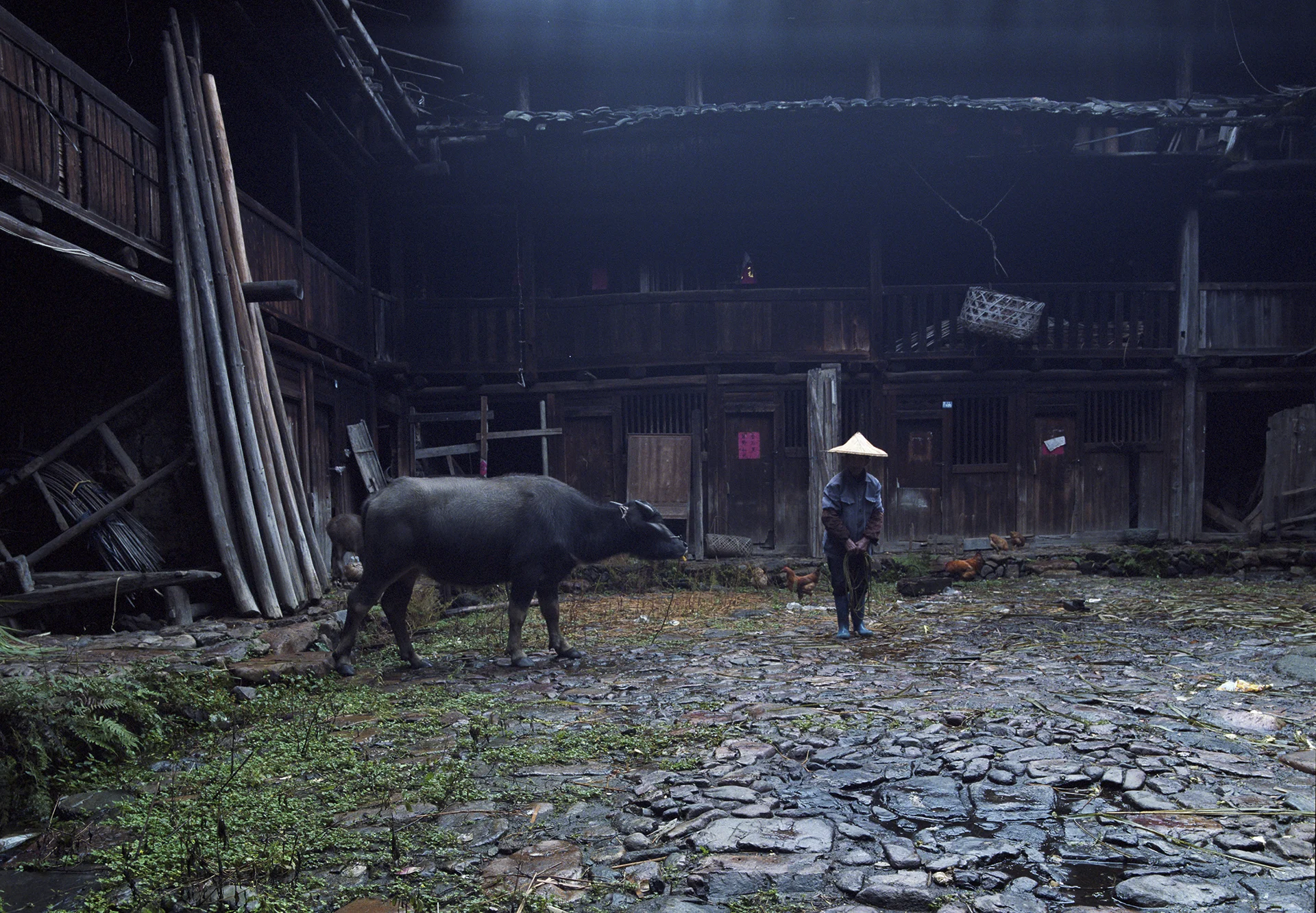 209 Fujian - coming home from the fields. The water buffalo is here the draught-animal.
