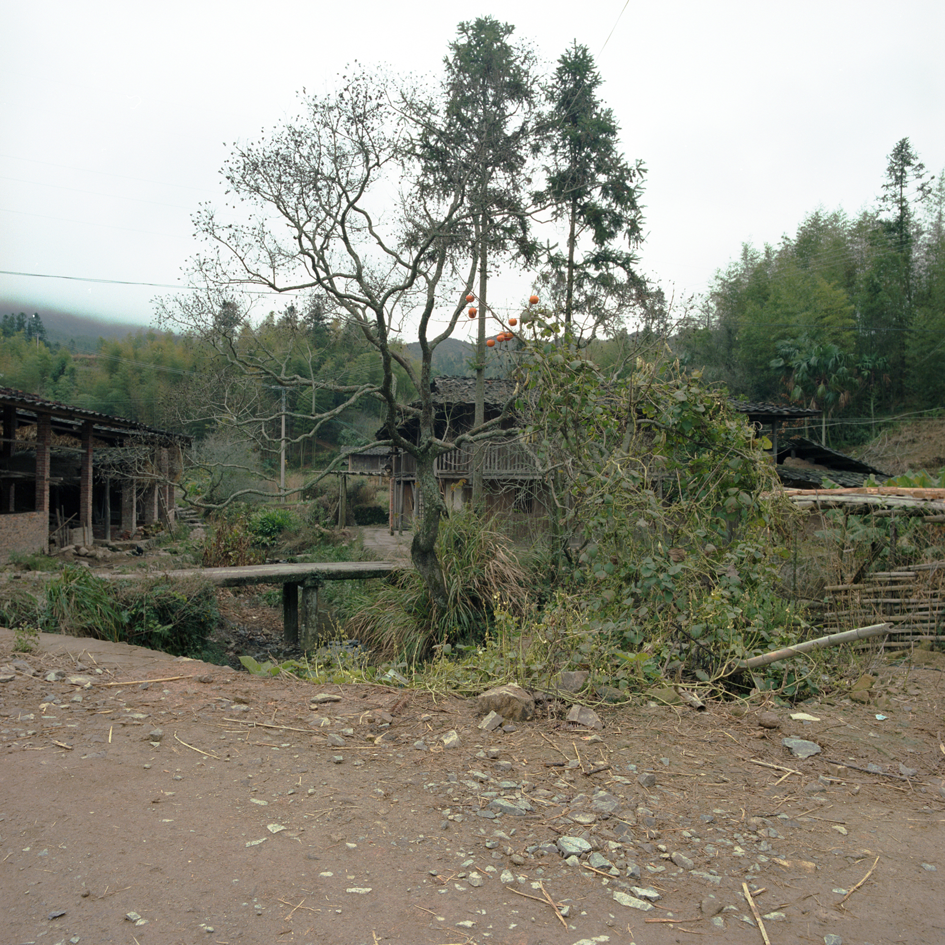 2009 Fujian - the entrance to the village. Still a few persimmon on the tree. The car has to stay on the main road.