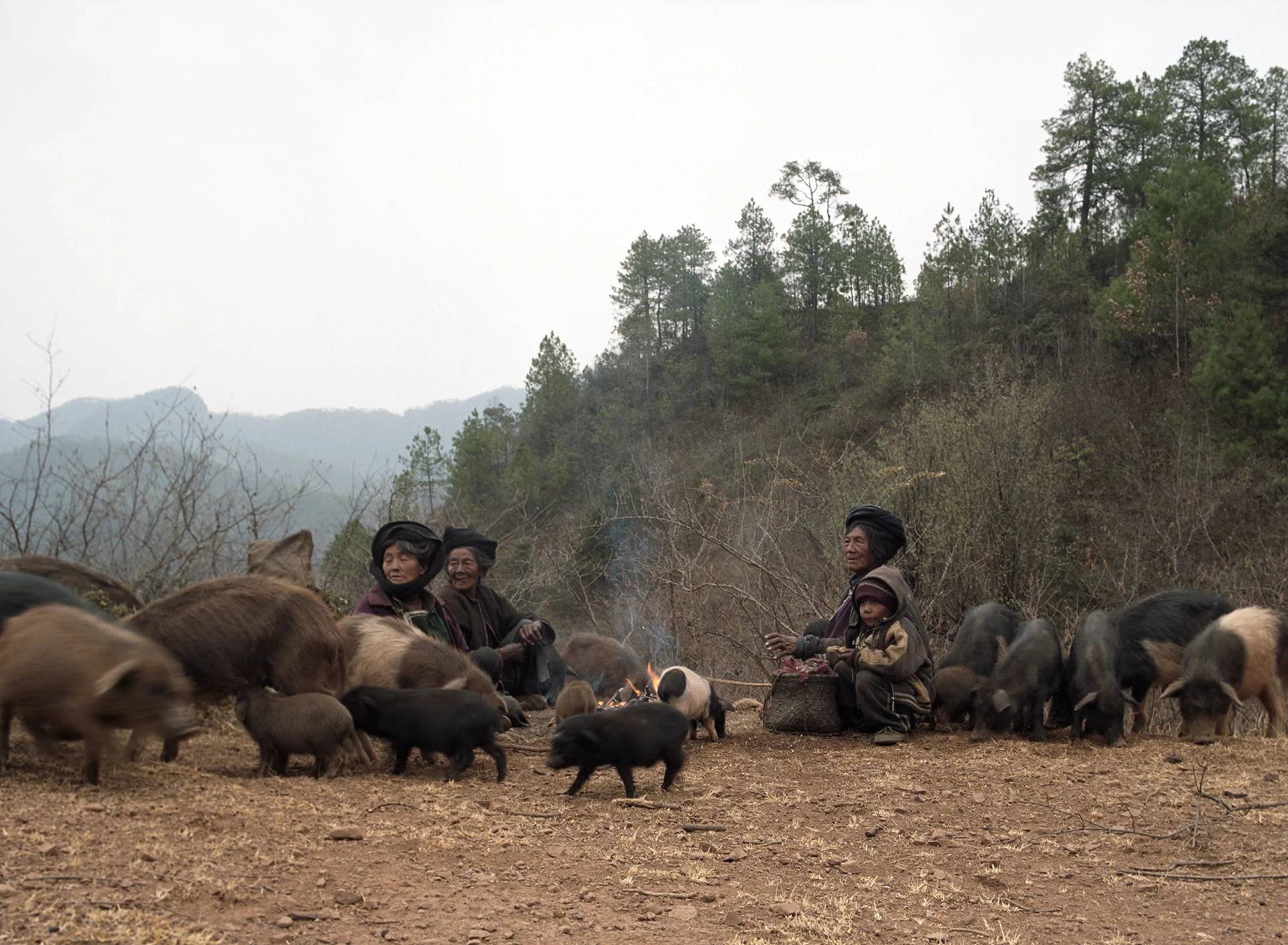 2010, in the vicinity of Lugu Lake - old Moso ladies herding their pigs.