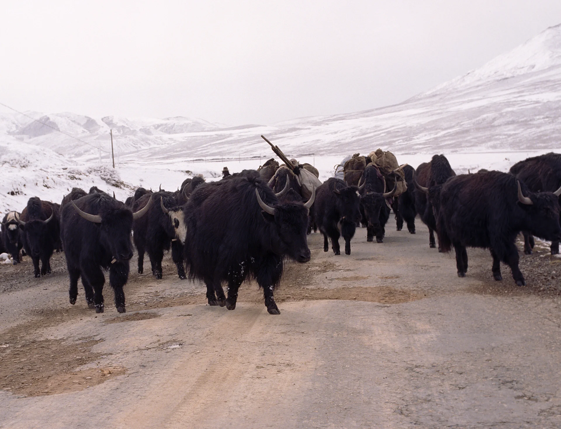 2010, near Liang - moving for the summer pasturs.