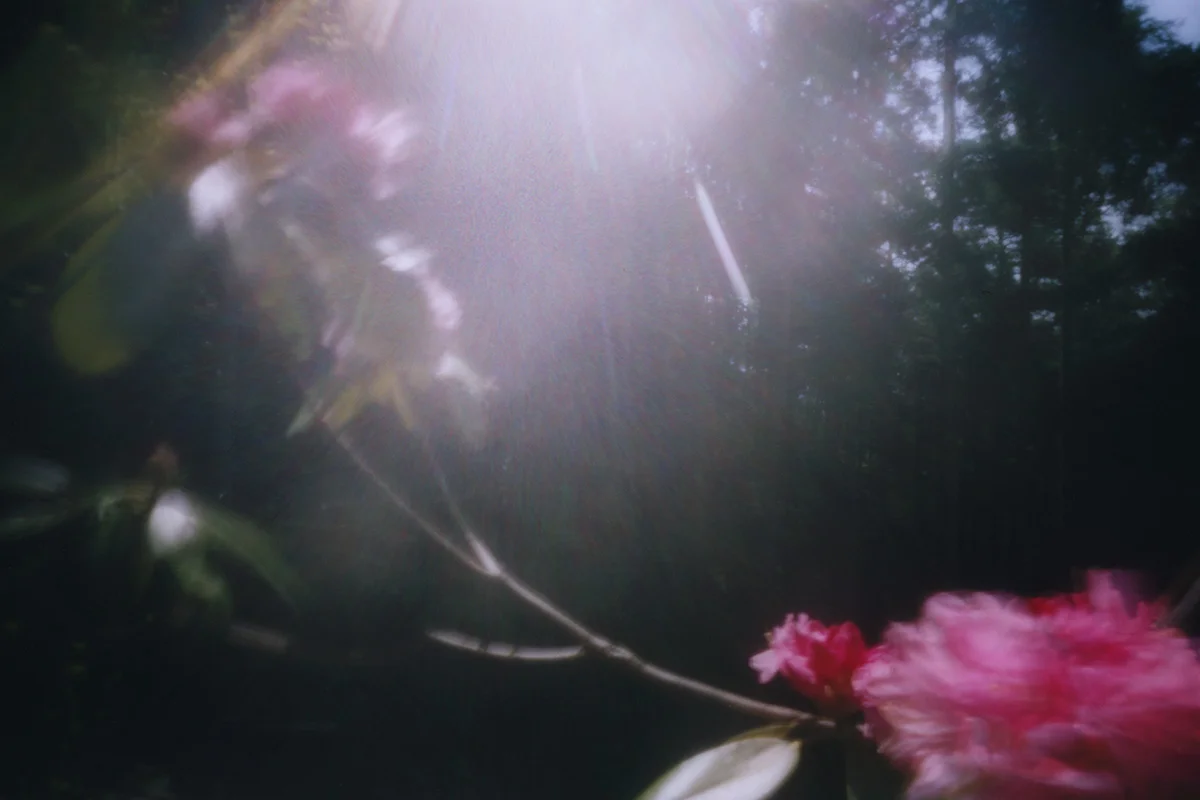 jap-rhodondendron-def.jpg