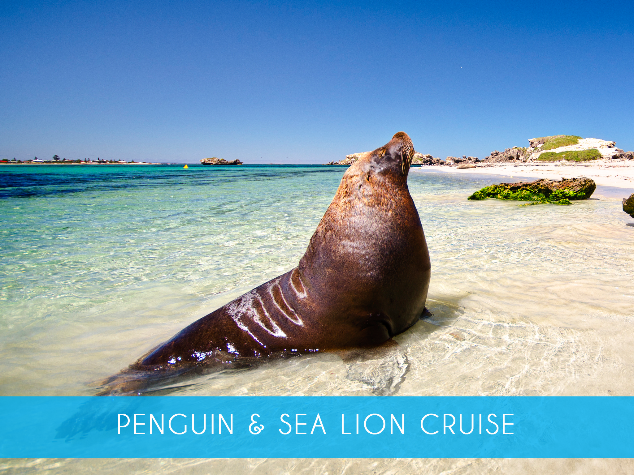 Penguin &amp; Sea lion cruise    Explore the islands and visit the sea lions on our 45 minute glass bottom boat cruise! Includes return ferry from Penguin Island    Adults from $36 or $42 inc Penguin Feeding  MORE INFO