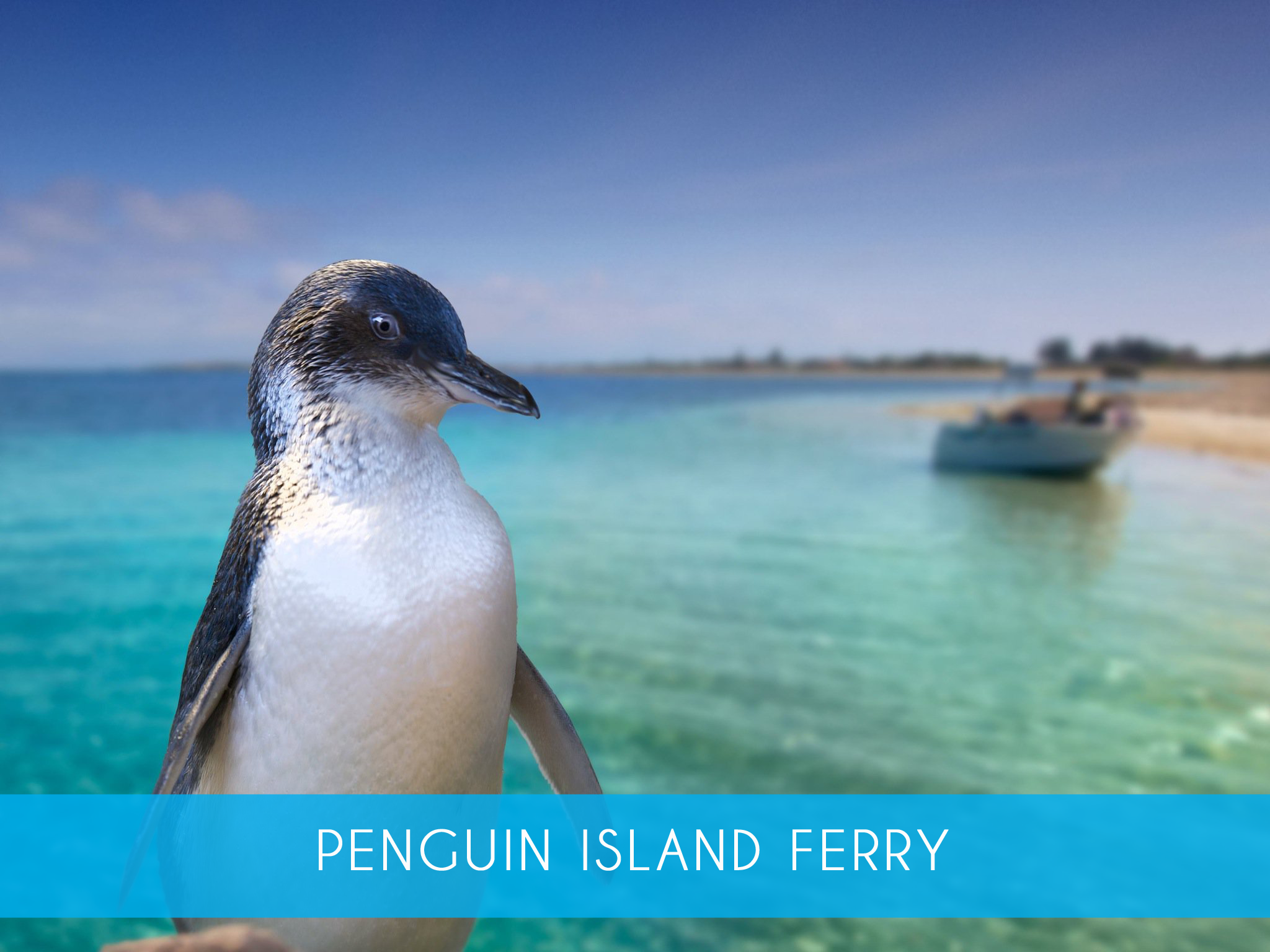 penguin island tours