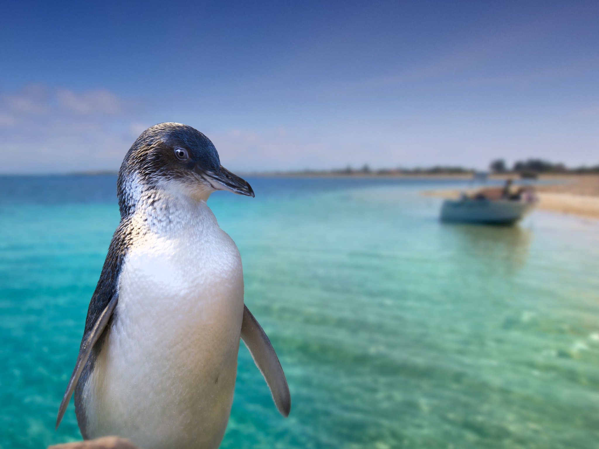 penguin and seal island cruises rockingham
