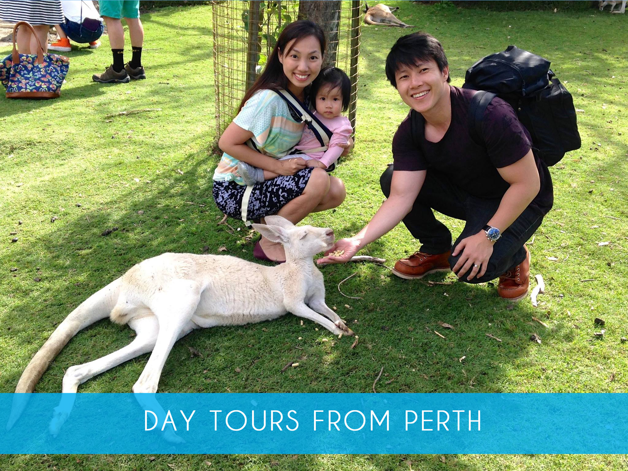 Day tours from Perth   Catch the coach from Perth to visit Penguin Island and take in some other uniquely Western Australian experiences and wildlife all in the same day.  Adults from $179  &nbsp; MORE INFO