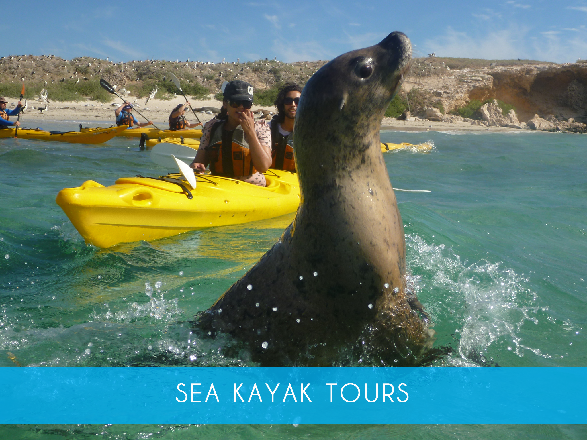 Sea kayak tour    Spend the day exploring the islands and spotting the wildlife on a guided sea kayak tour! Includes guided walk and snorkeling on Penguin Island. Ideal for first time &amp; experienced paddlers  Adults From $180   MORE INFO