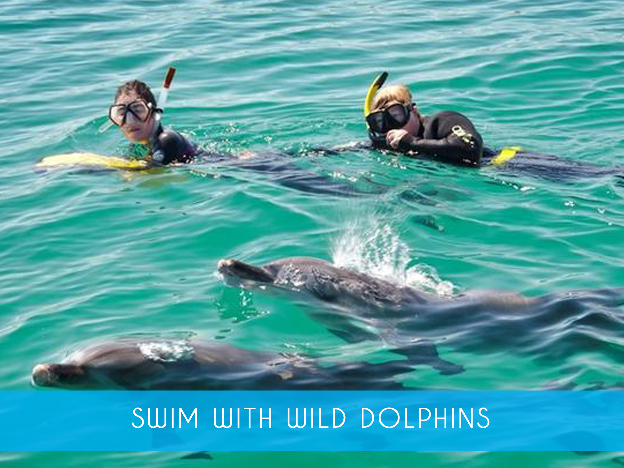 Swim with Wild Dolphins    Experience our amazing award winning encounter with wild dolphins in their natural environment! All equipment provided &amp; novice snorkelers welcome!   Adults from $205   MORE INFO