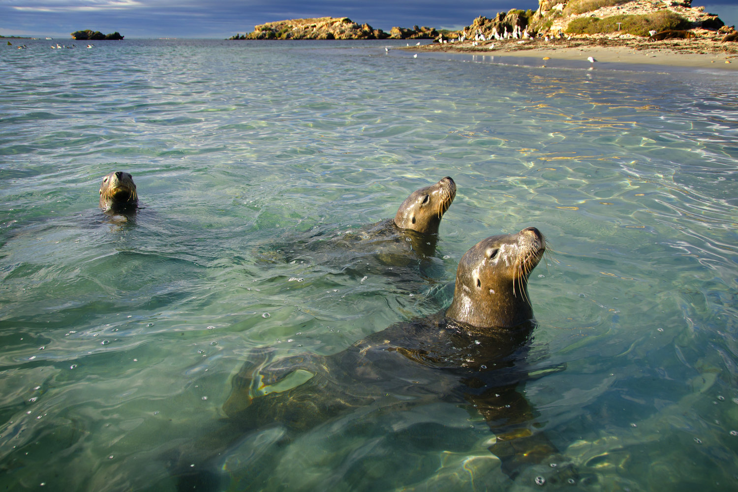 seals+winter+perth.jpeg