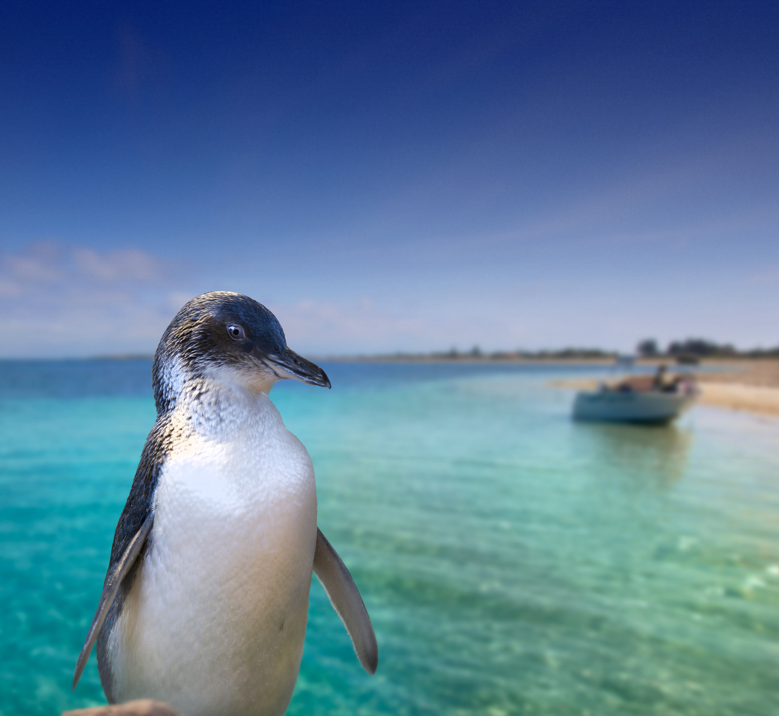Rockingham-Wild-Encounters-penguin-landscape.jpg