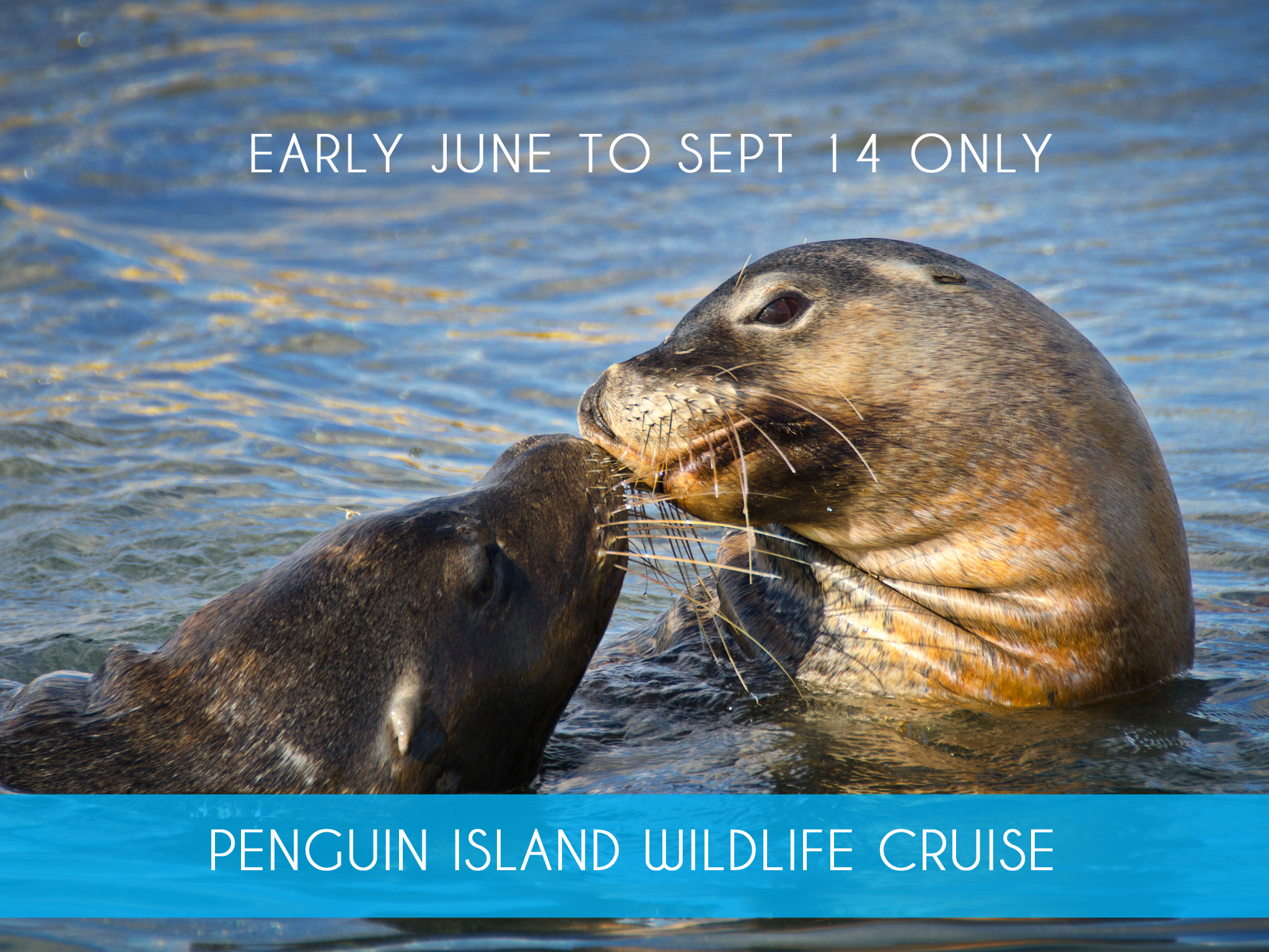 PENGUIN ISLAND WILDLIFE CRUISE  (June 6 to Sept 14 only)Join us on a 60 minute glass bottom boat cruise in search of dolphins, sea lions and nesting sea birds. Includes a 30 minute guided walk on Penguin Island to take in spectacular views of the marine park.  Adults $39   MORE INFO