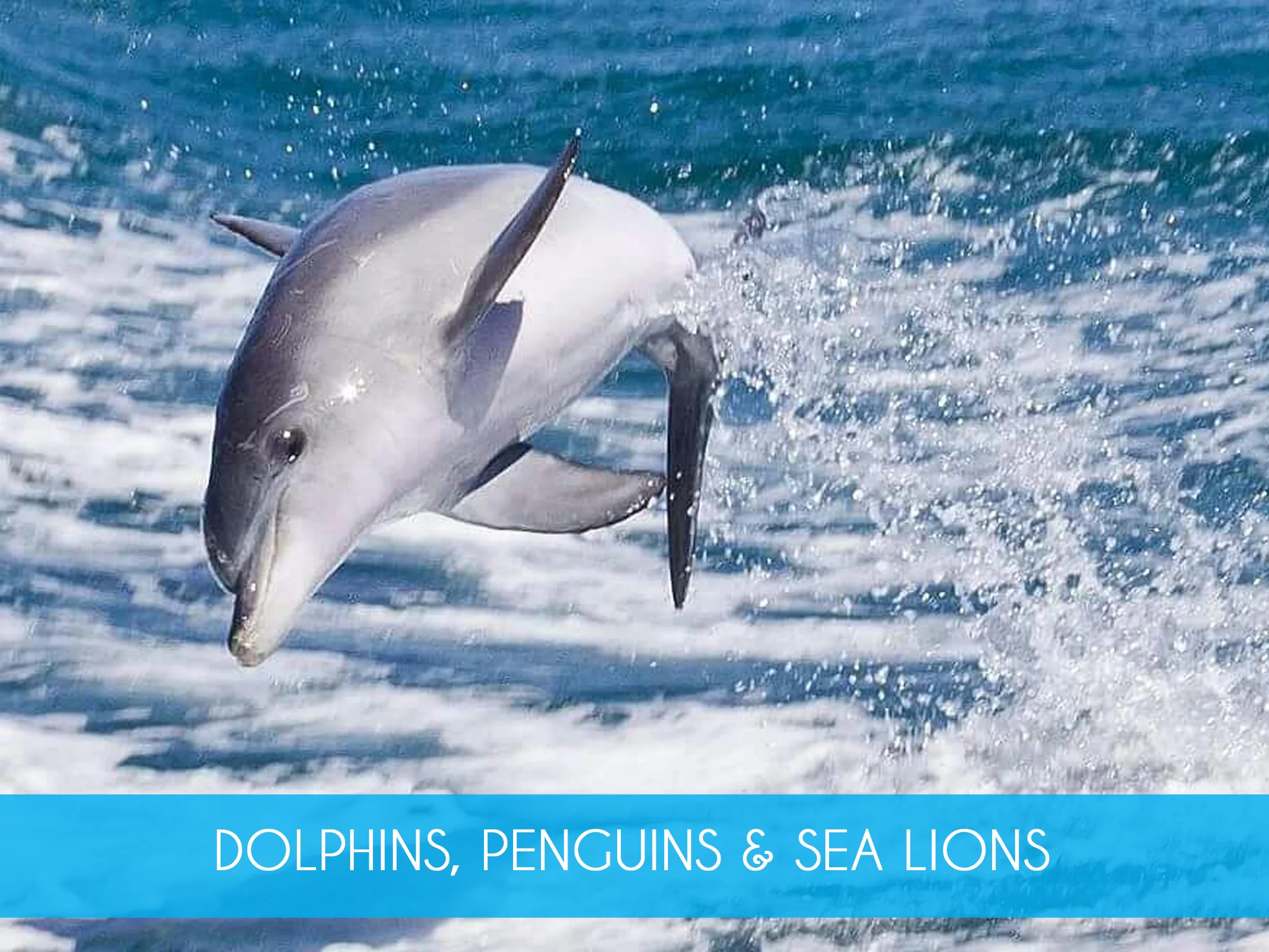 Adventure Cruise   Get up close with the dolphins &amp; enjoy the exhilarating ride on our 90 minute Adventure Cruise. We also take in the spectacular islands, nesting sea birds &amp; sea lions. Includes return ferry from Penguin Island.  Adults from $60  MORE INFO