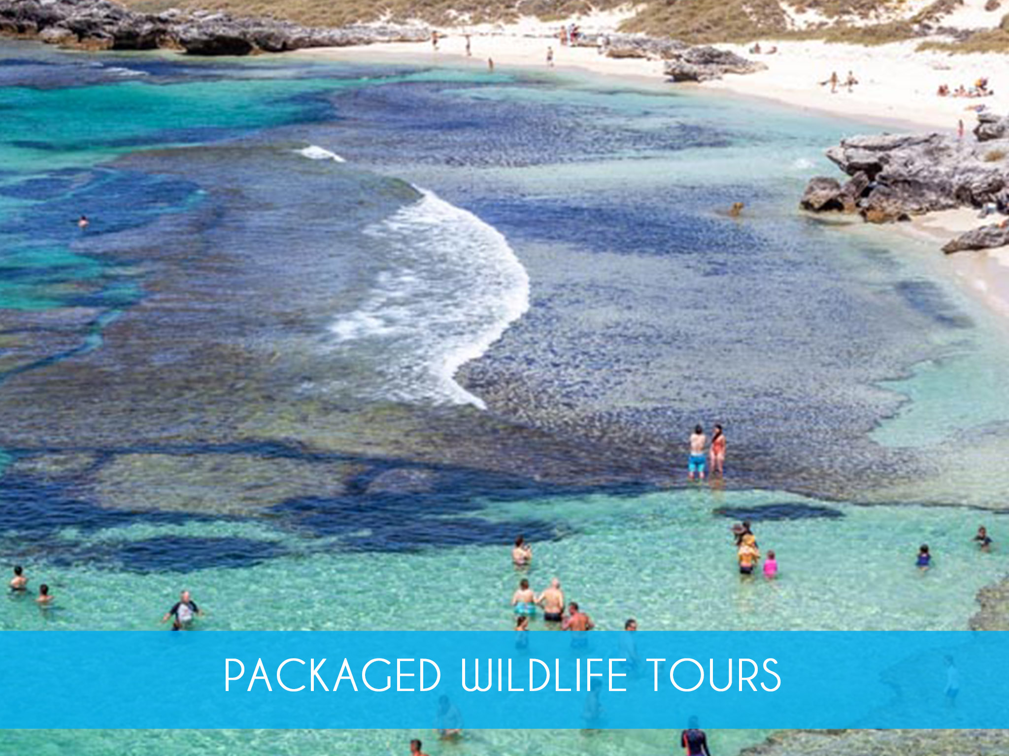 Packaged Wildlife Tours    The perfect pass for those who enjoy scenic coastal cruises, have a passion for marine life and life on the wild side. Combines Dolphin Cruise, Perth Lunch Cruise &amp; Rottnest Island Ferry with Coach Tour     Adults from $317.50   MORE INFO
