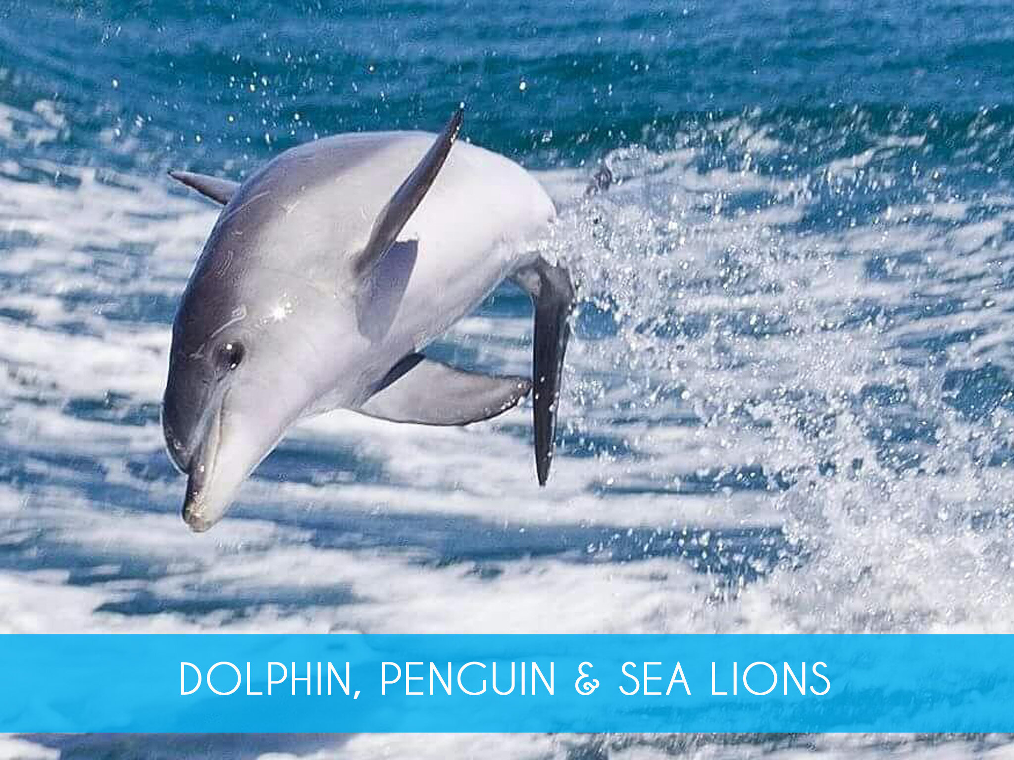 Dolphin, Penguin & Sea Lion Cruise.jpg