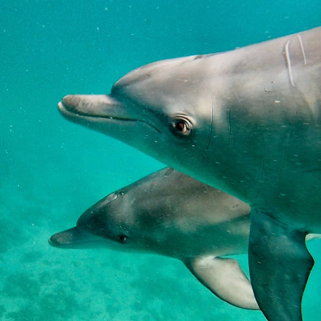 Make this your weekend view and join us on our multi award winning Swim With Wild Dolphins Cruise 🐬
Now is the time to book for your weekend adventure with the weather set to be amazing. Visit www.dolphins.com.au and come share an encounter you'll n