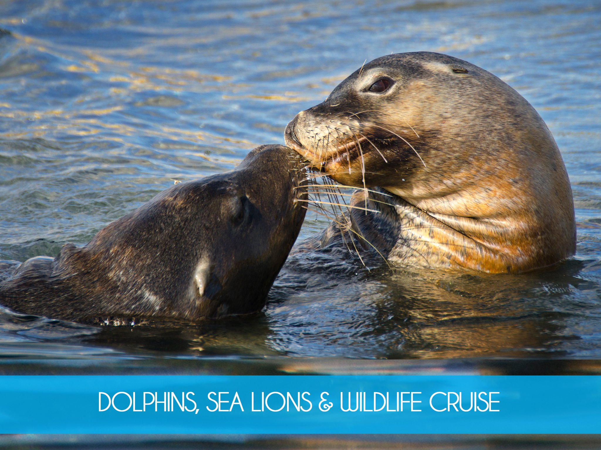 seal island wildlife cruise.png