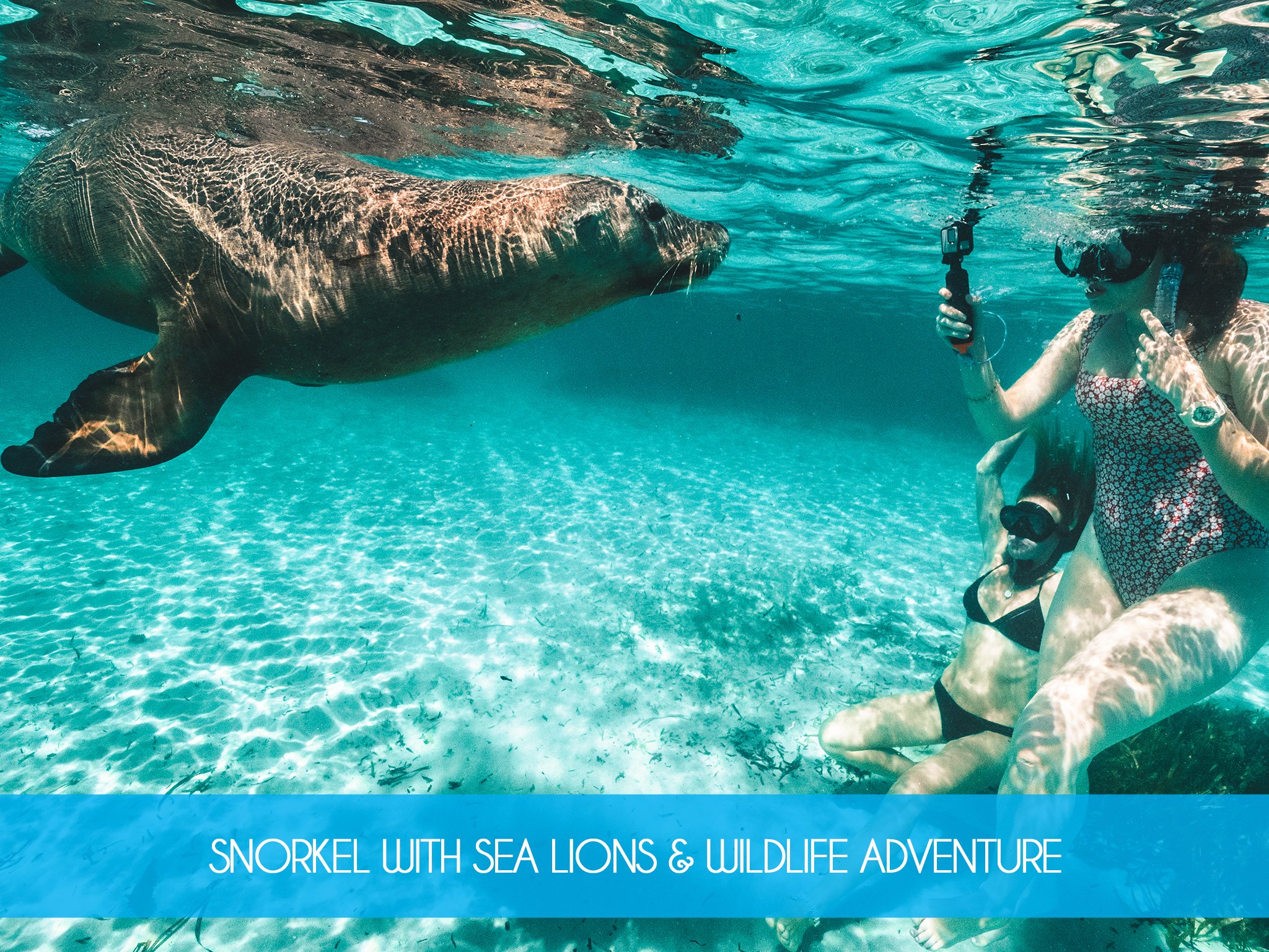 SNORKEL WITH SEA LIONS AND WILDLIFE.jpg