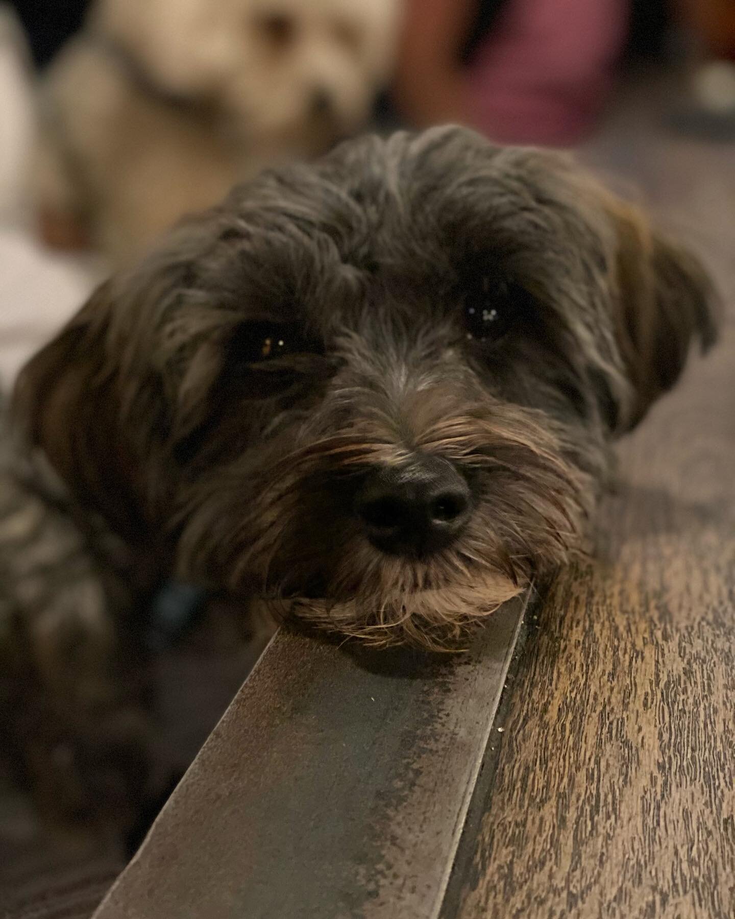 𝔻𝕠𝕘 𝔽𝕣𝕚𝕖𝕟𝕕𝕝𝕪 ♡

Here at @beechhousesol we&rsquo;re big dog lovers🐶🧡

Last night we had these 4 pups pop in for late night drinks. Aren&rsquo;t they just pawfect! #beechhousesolihull #oakmaninns #dogfriendly #pawfectpuppies