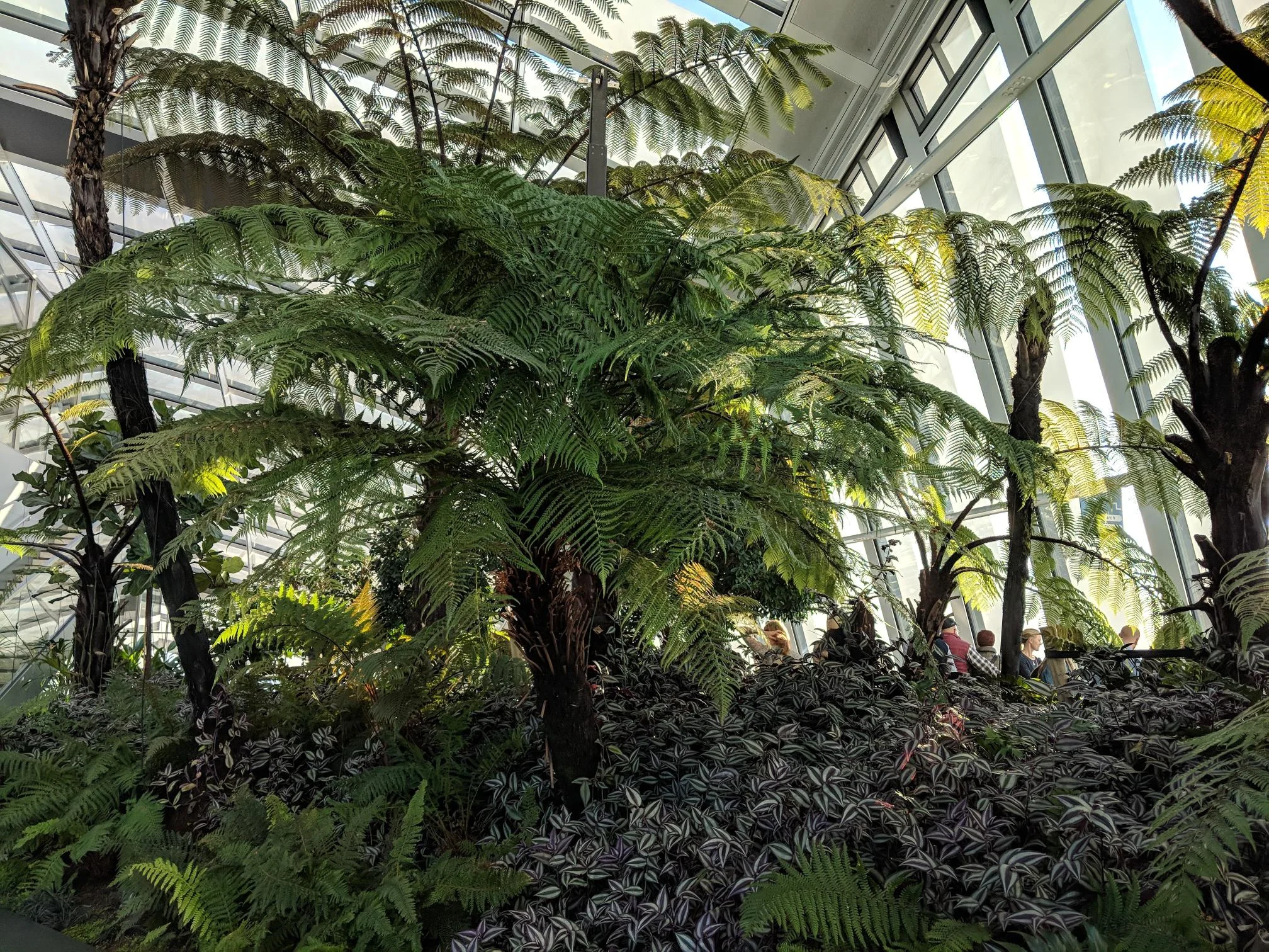 Fern planting at the SkyGarden on 20 Fenchurch Street.