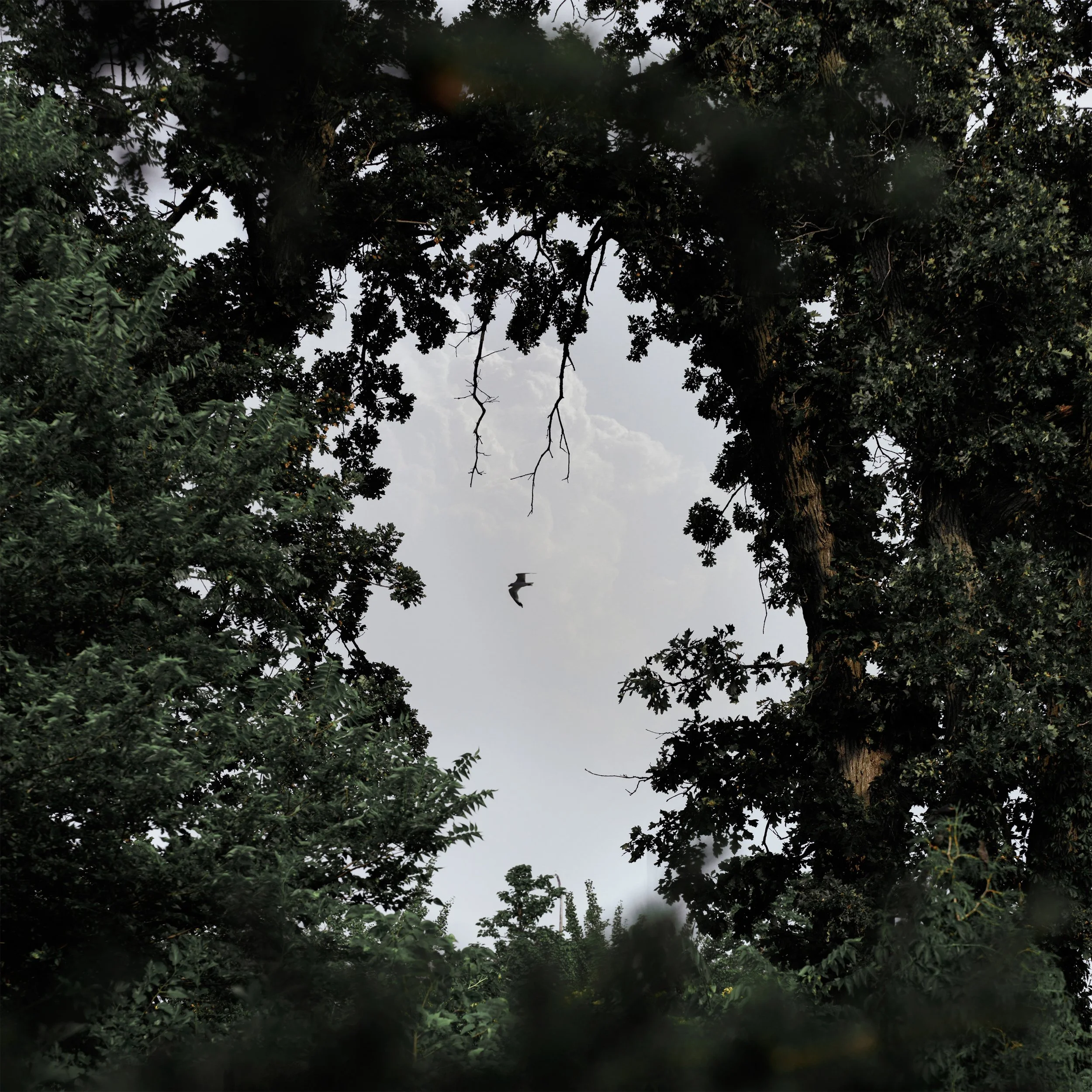 Image 2_3000x3000.jpg