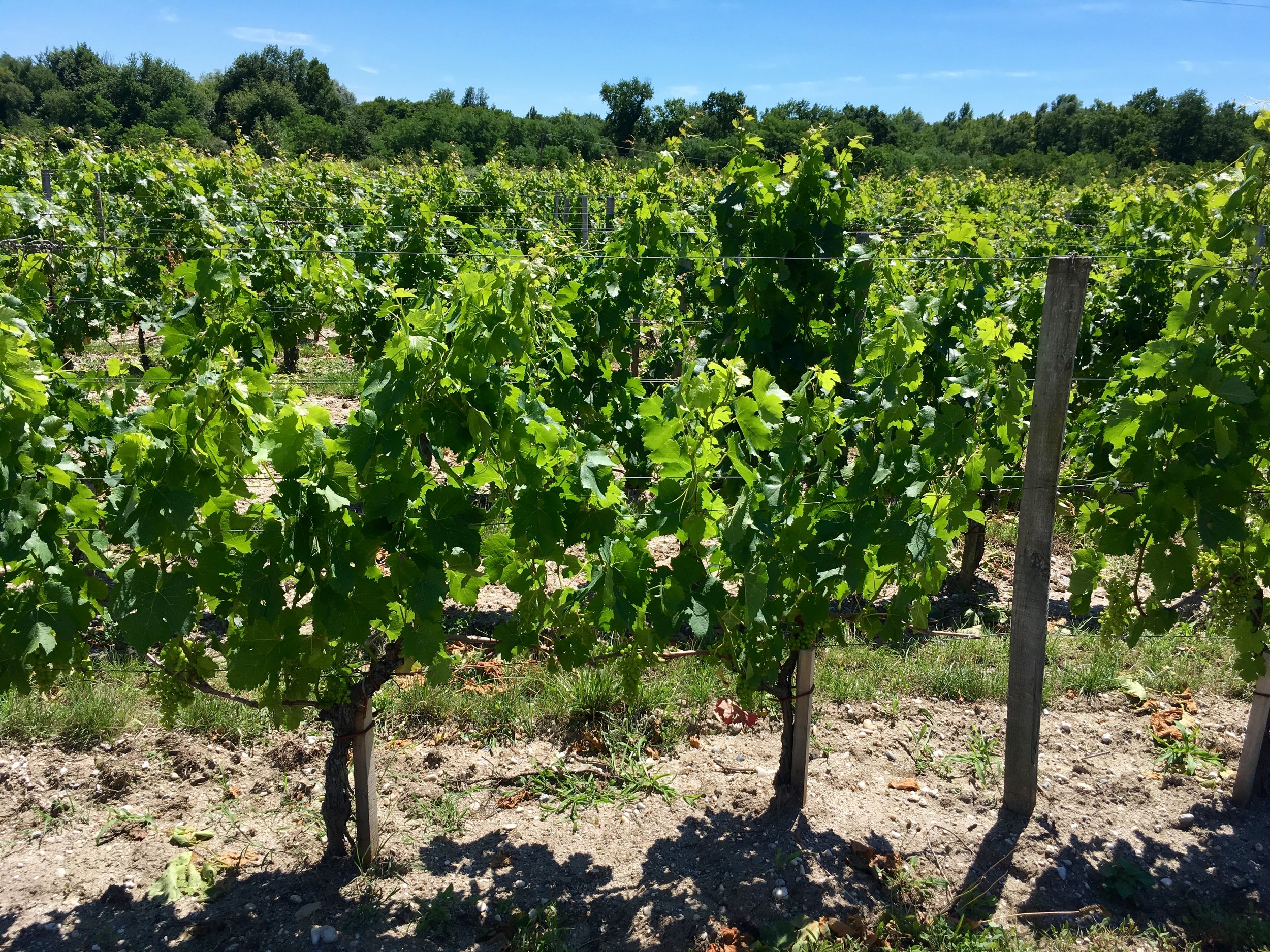 Beautiful vibrant vineyard