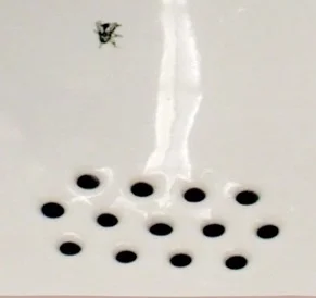 The famous fly