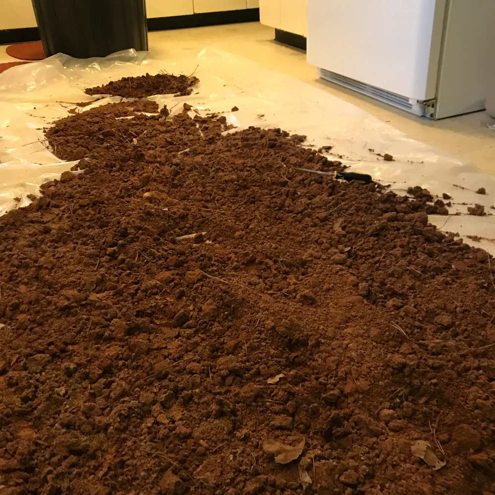 Drying the red clay after baking it in the oven on low for a few hours (killing all the critters before taking it into the gallery for installation on the No Shame 2018 sculpture).