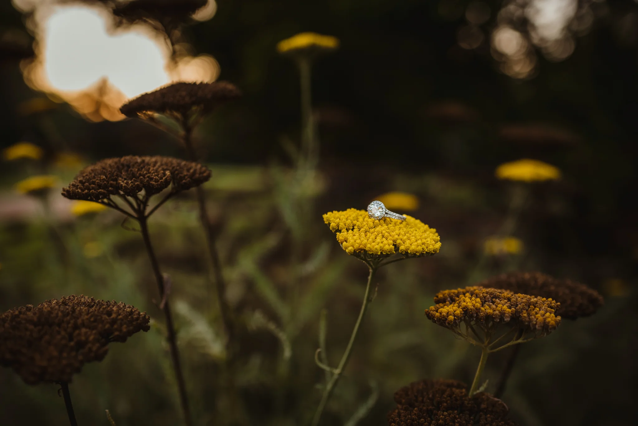 A closeup of the engagement ring on some yellow flowers during an engagement session at Fred Fletcher Park in Raleigh, North Carolina with Rose Trail Images.