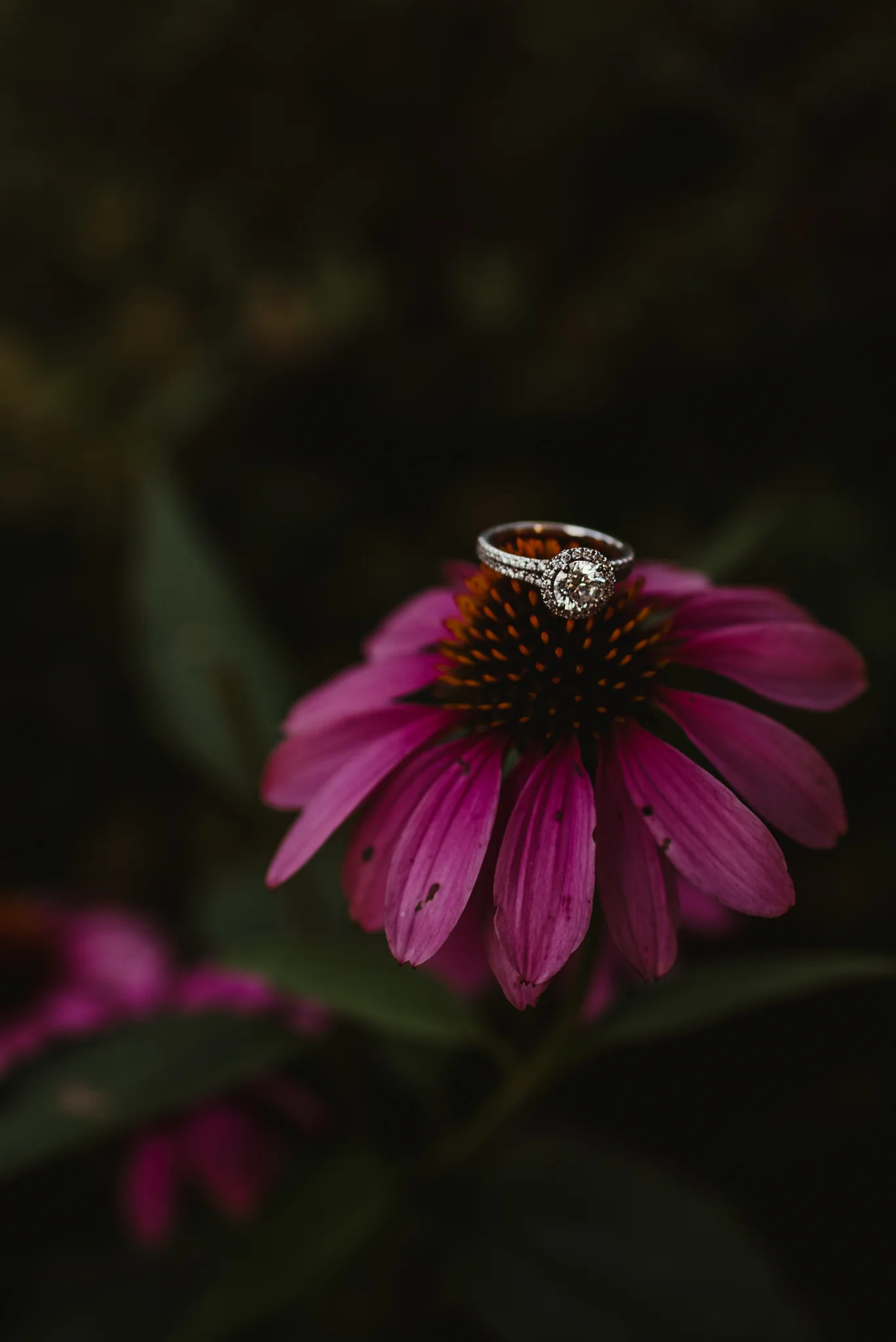 The engagement ring sits atop a bright pink daisy during their engagement session at Fred Fletcher Park in Raleigh, North Carolina with Rose Trail Images.