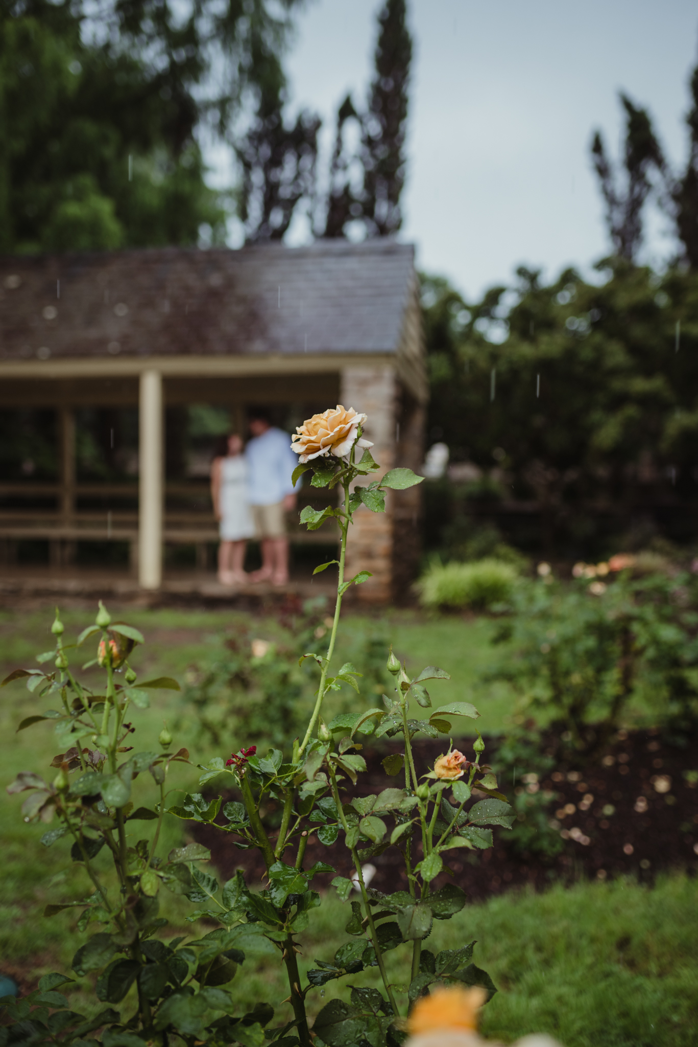 Raleigh Engagement Photographer Raleigh Rose Garden Jennifer